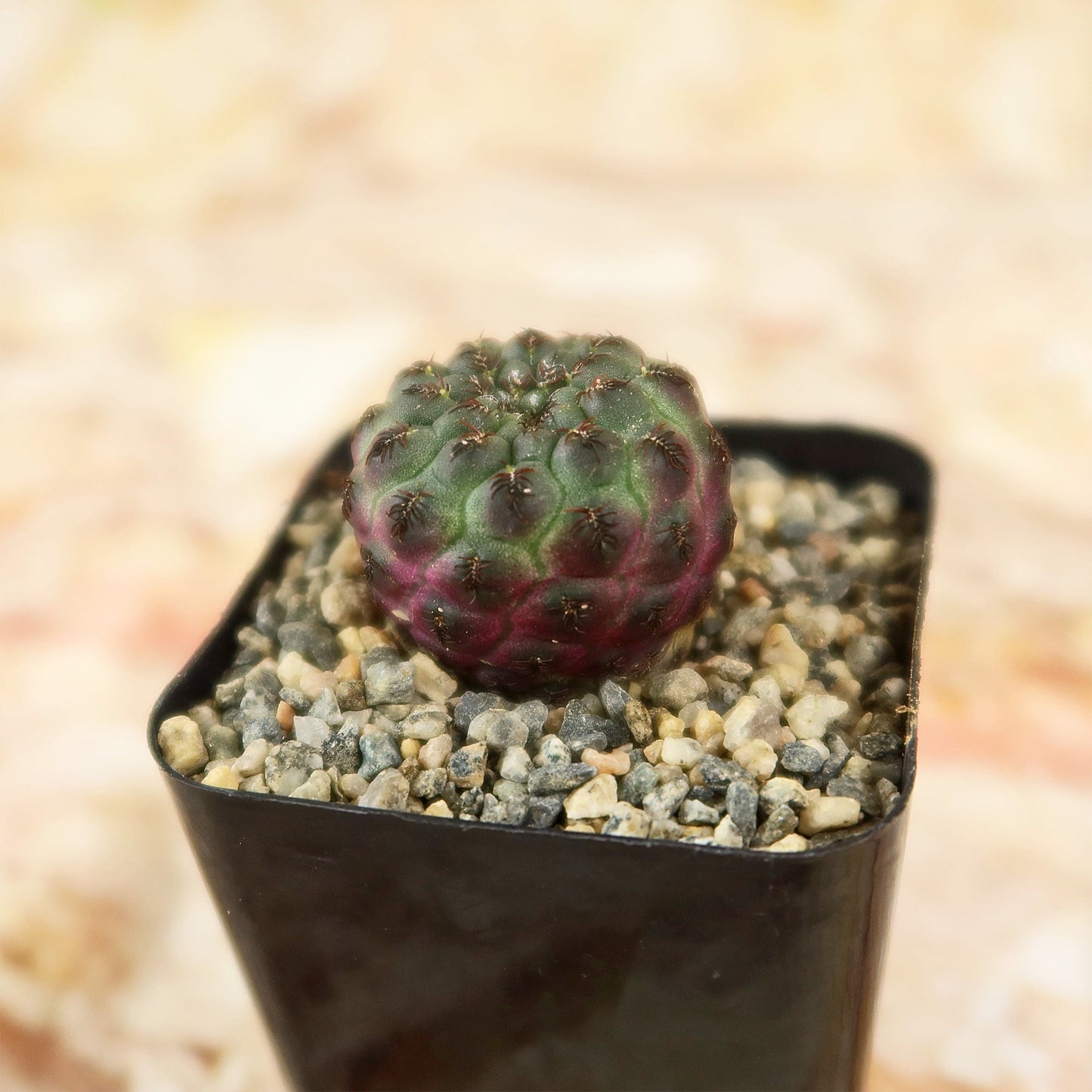 Sulcorebutia rauschii Canigueralii f. Violacidermis