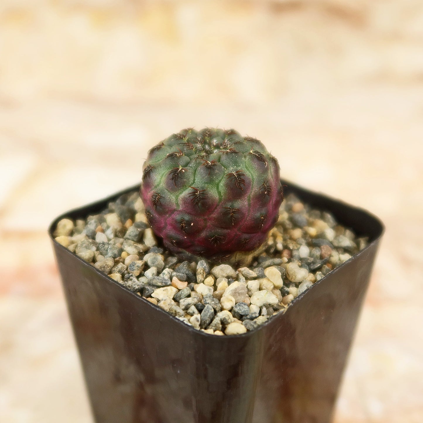 Sulcorebutia rauschii Canigueralii f. Violacidermis
