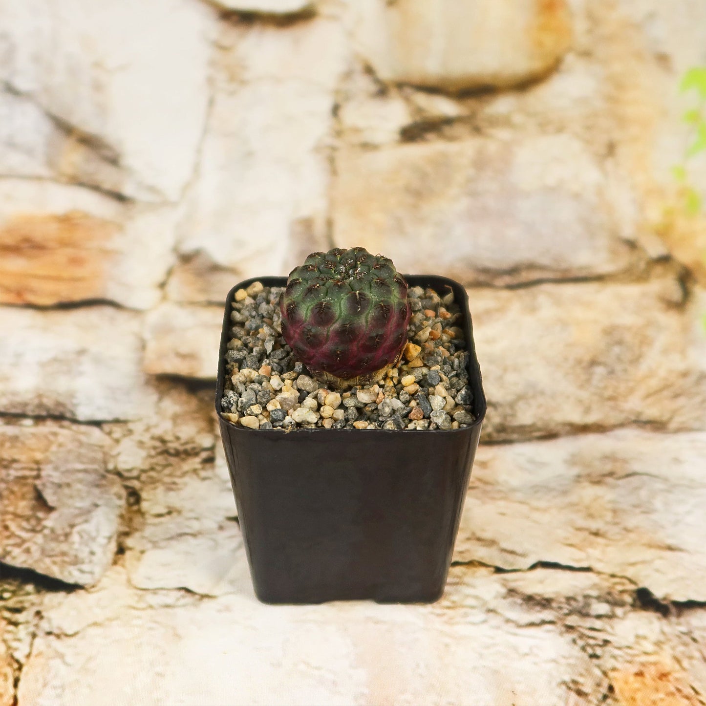 Sulcorebutia rauschii Canigueralii f. Violacidermis