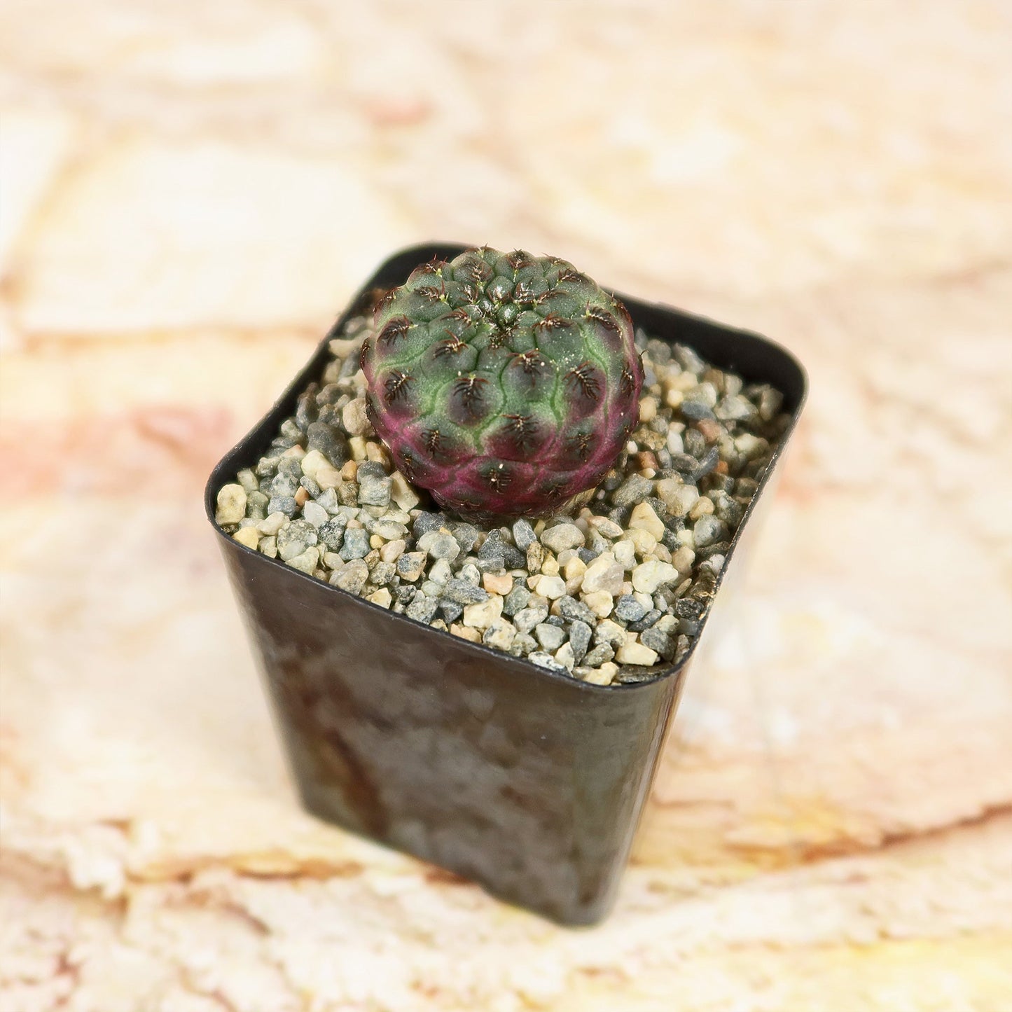Sulcorebutia rauschii Canigueralii f. Violacidermis