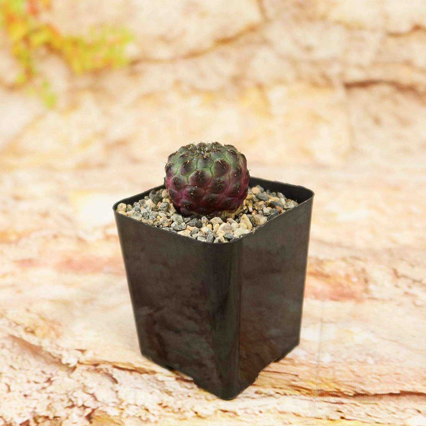 Sulcorebutia rauschii Canigueralii f. Violacidermis
