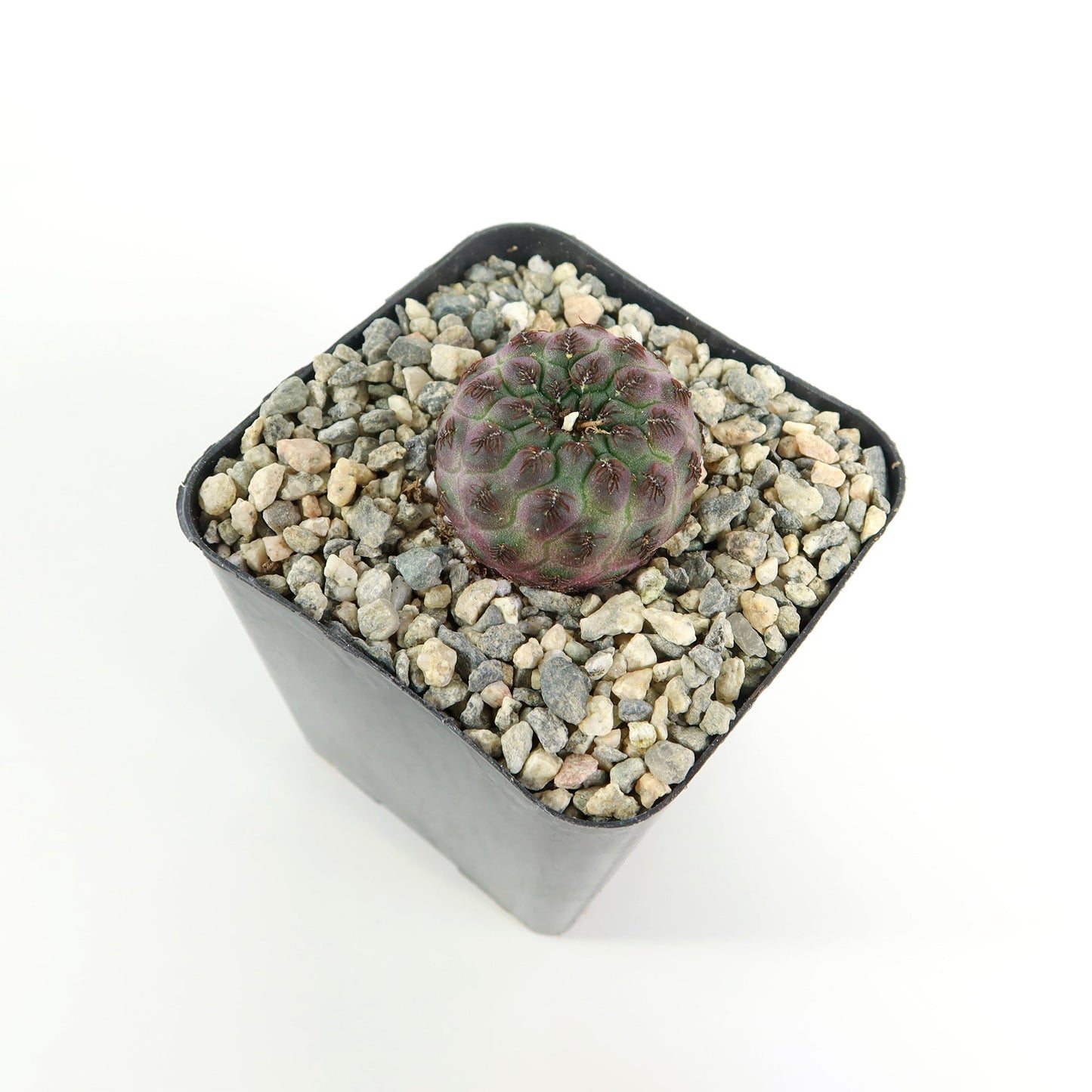 Sulcorebutia rauschii Canigueralii f. Violacidermis