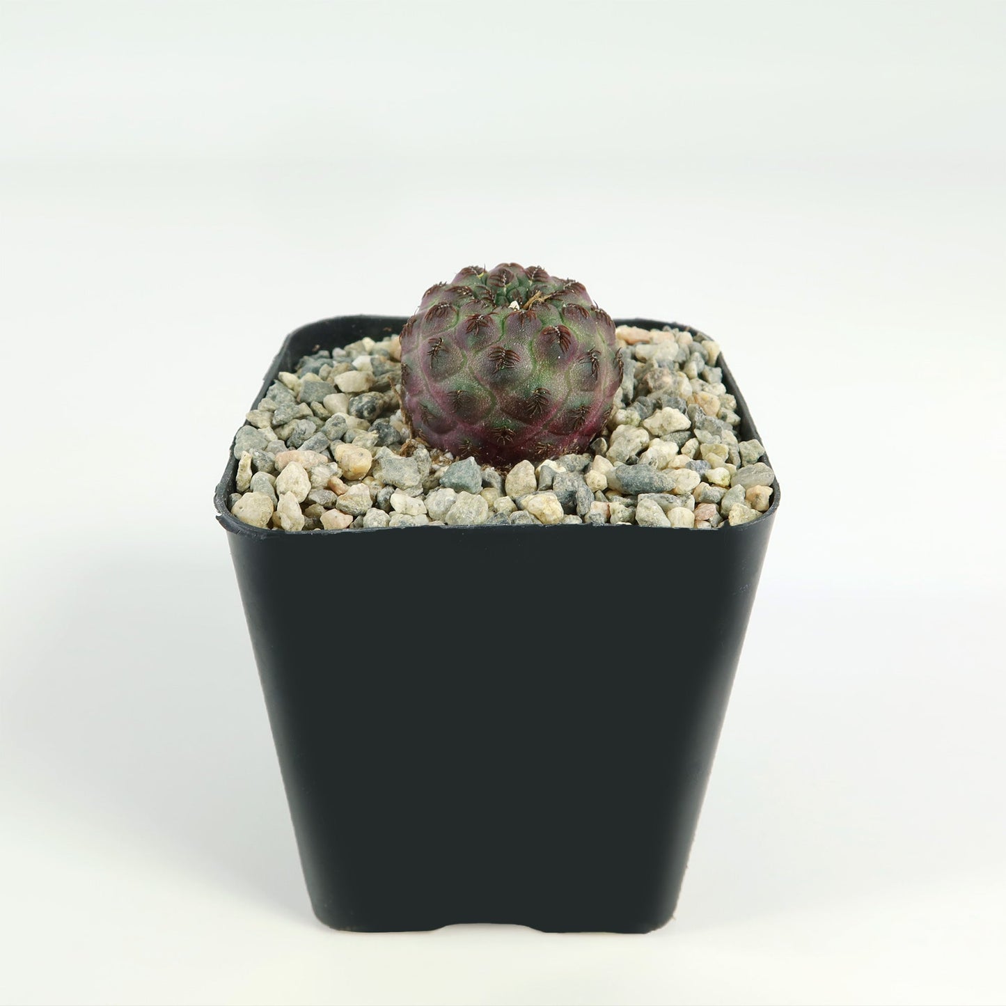 Sulcorebutia rauschii Canigueralii f. Violacidermis