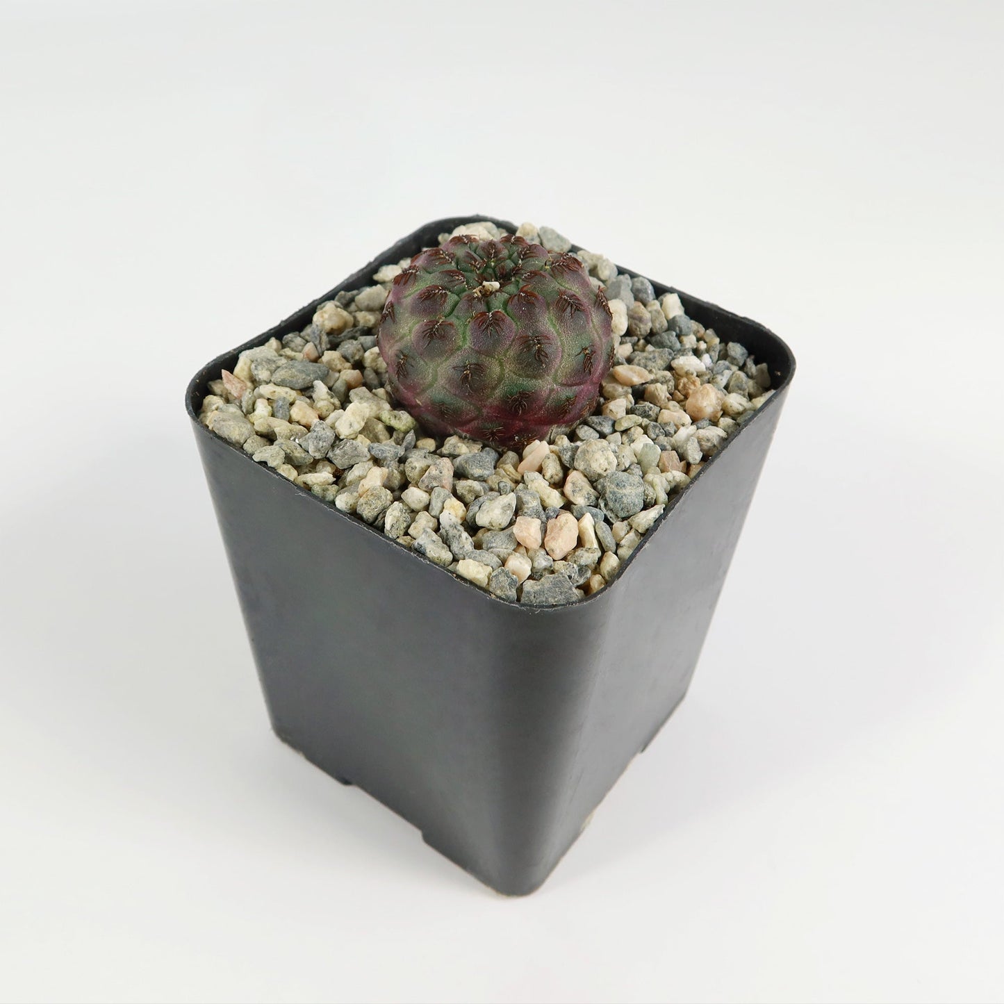 Sulcorebutia rauschii Canigueralii f. Violacidermis