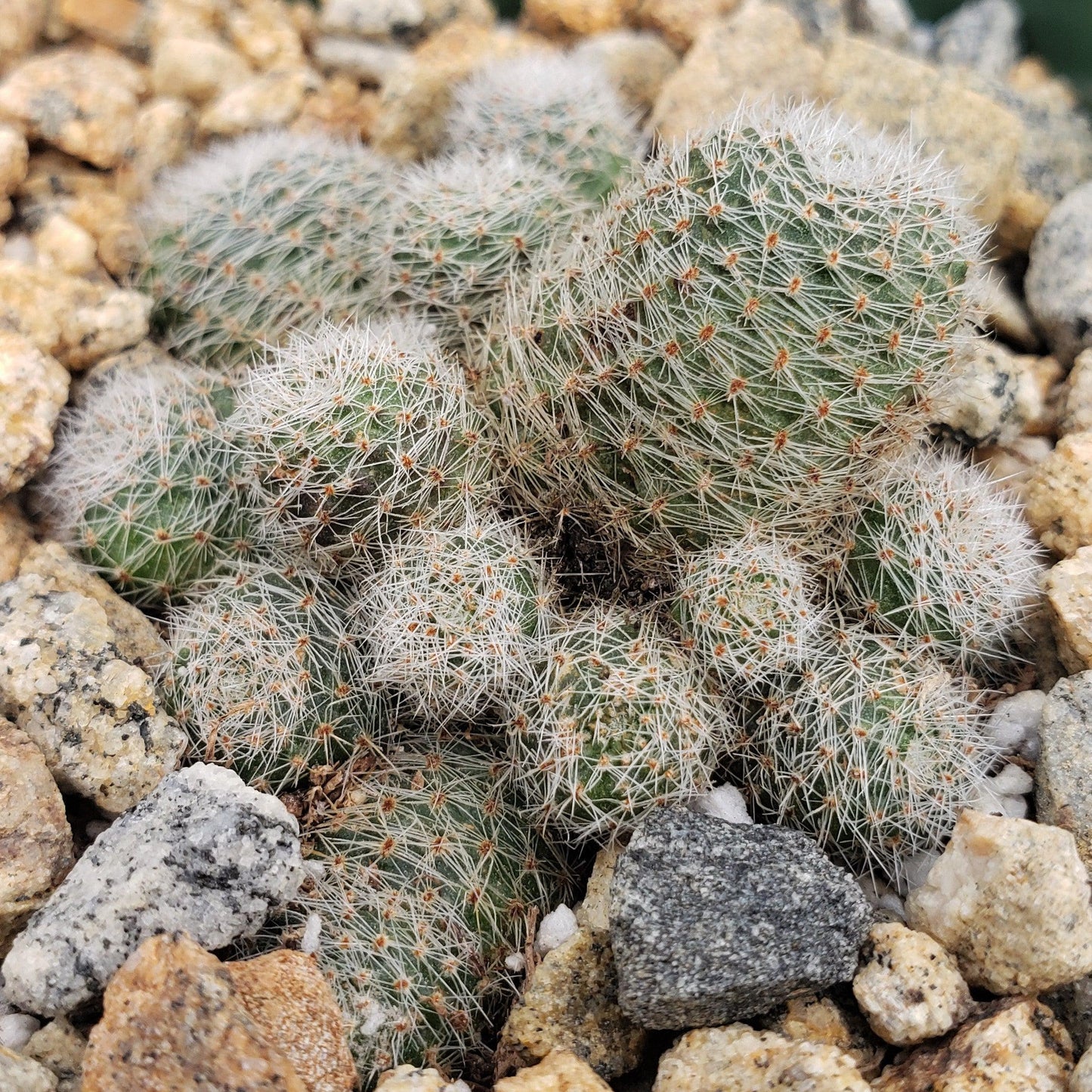 Sulcorebutia sunrise