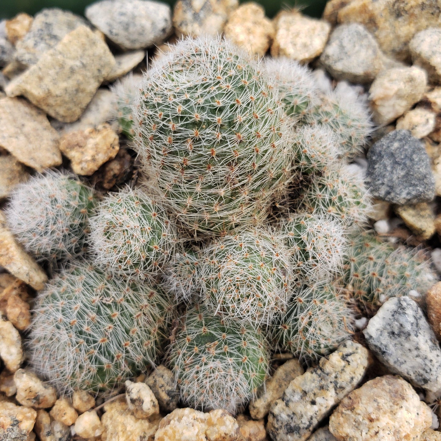 Sulcorebutia sunrise