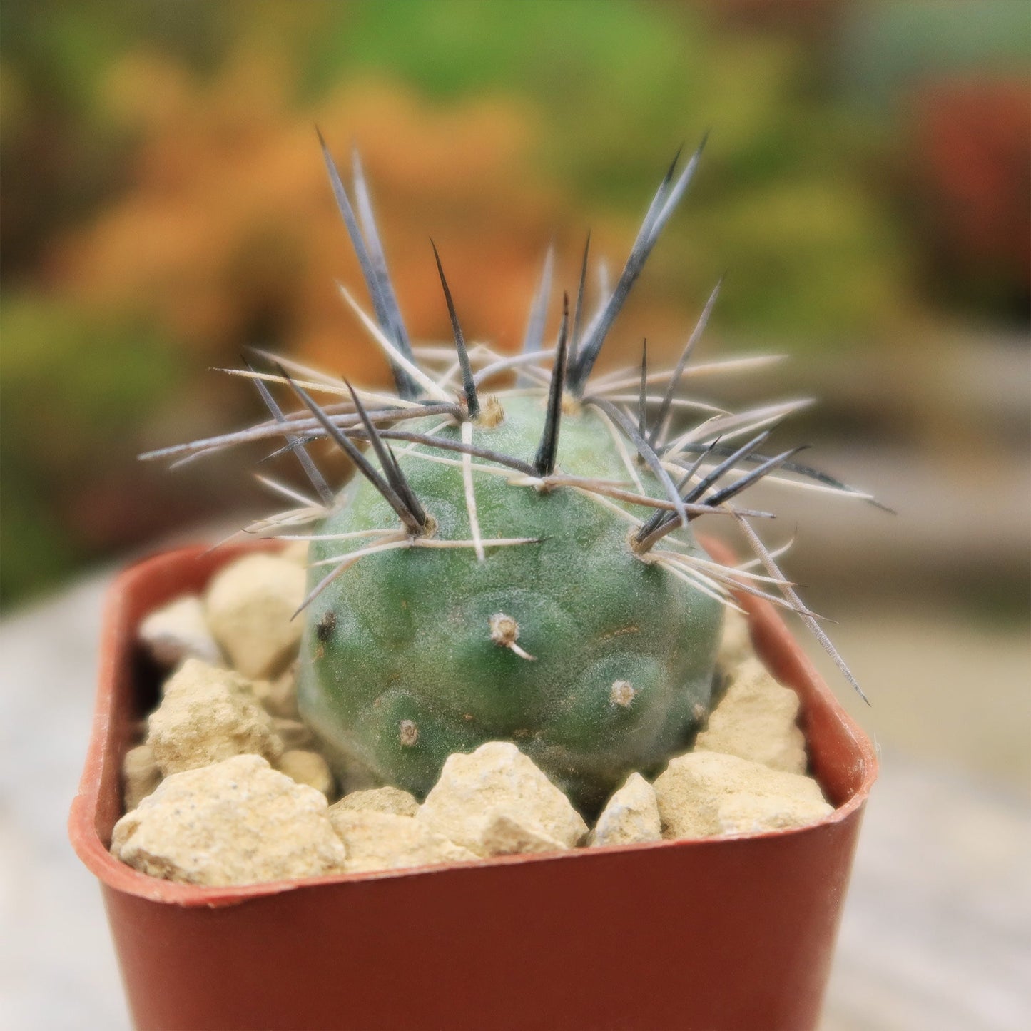 tephrocactus geometricus alexanderi