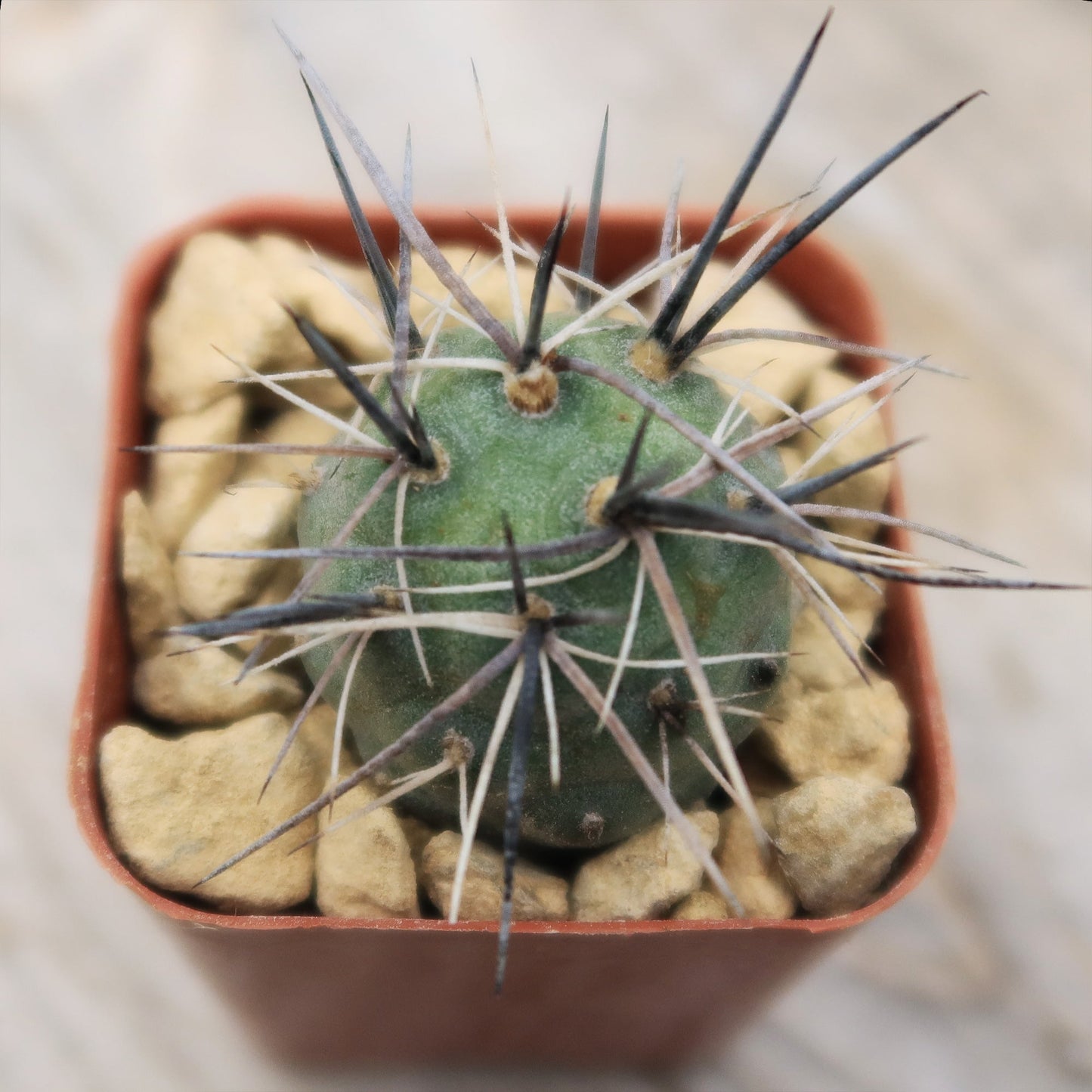 tephrocactus geometricus alexanderi