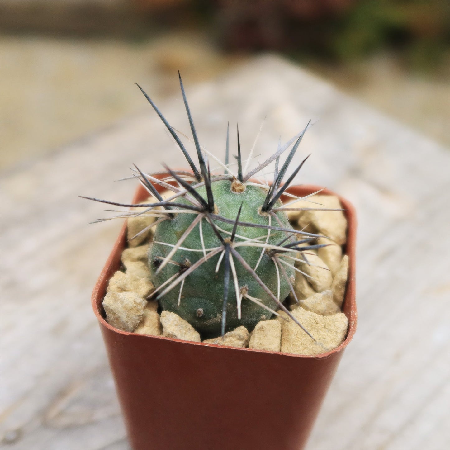 tephrocactus geometricus alexanderi