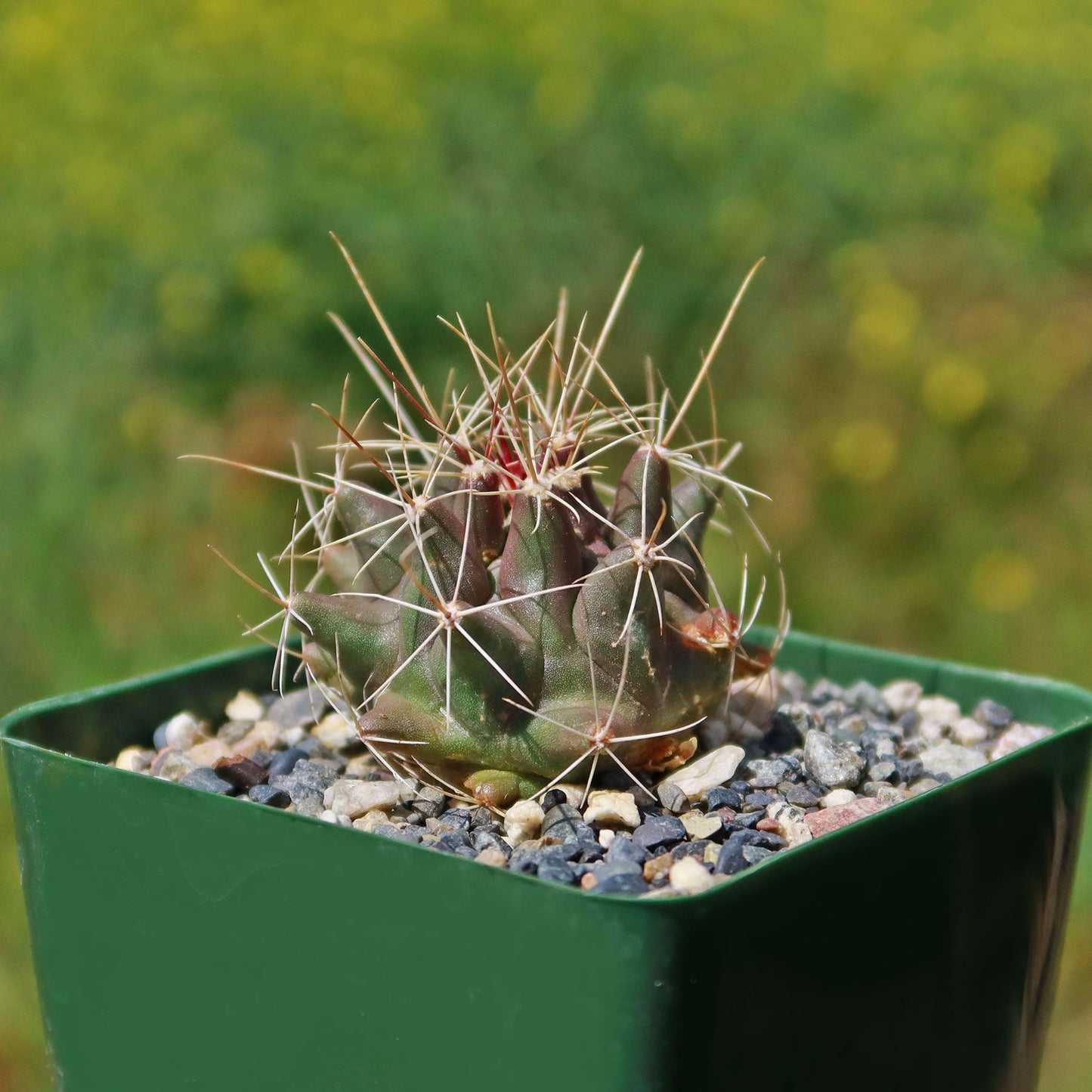 Thelocactus - Thelocactus matudae