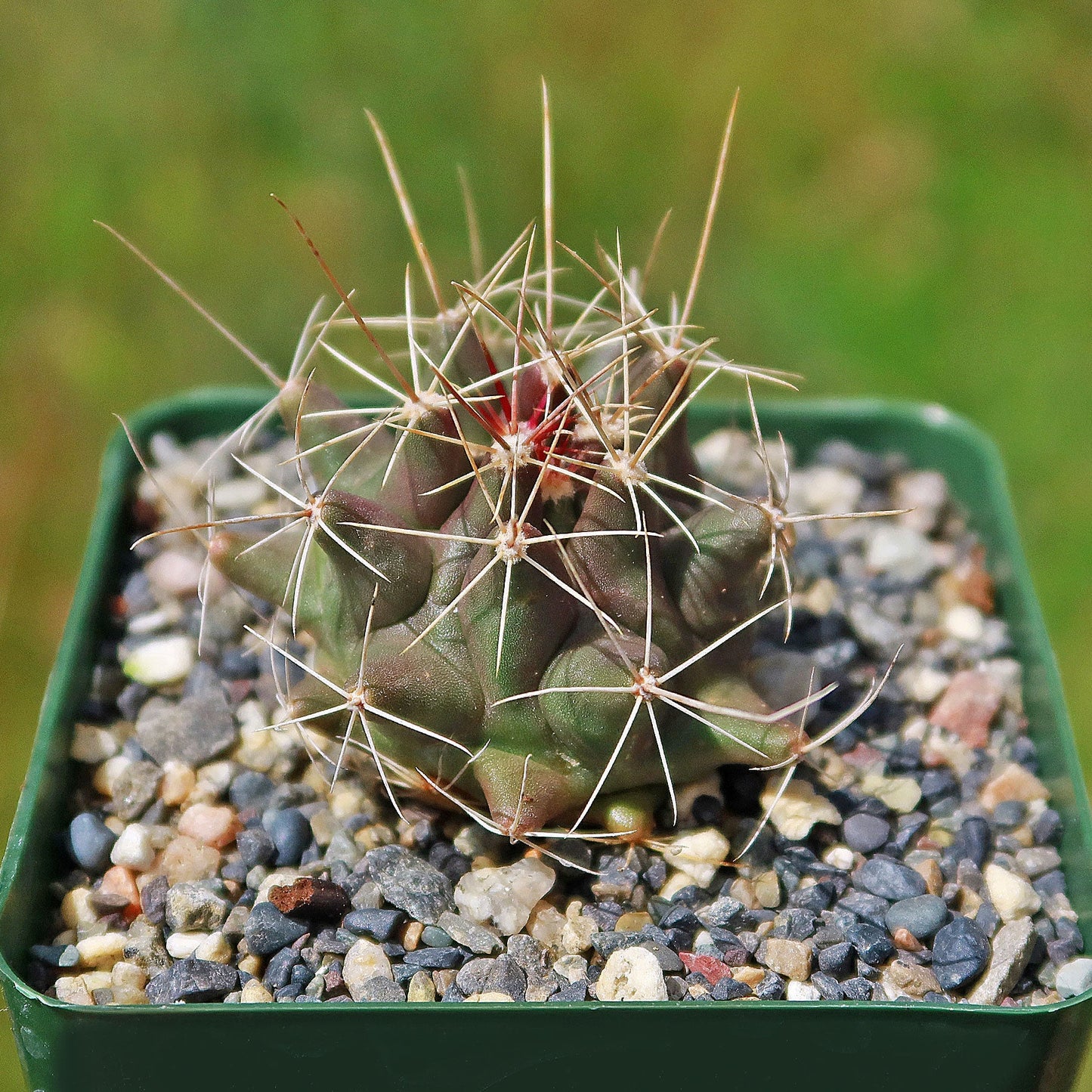 Thelocactus - Thelocactus matudae