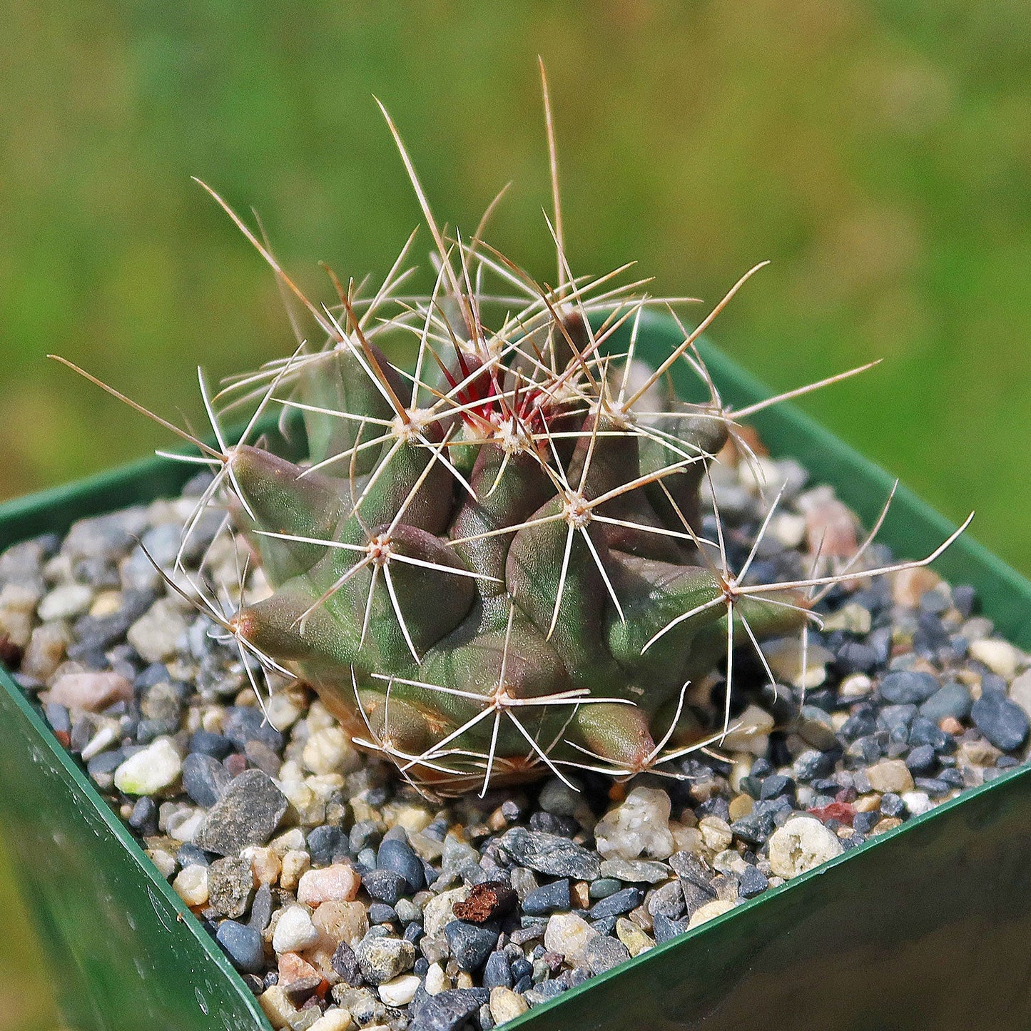 Thelocactus - Thelocactus matudae