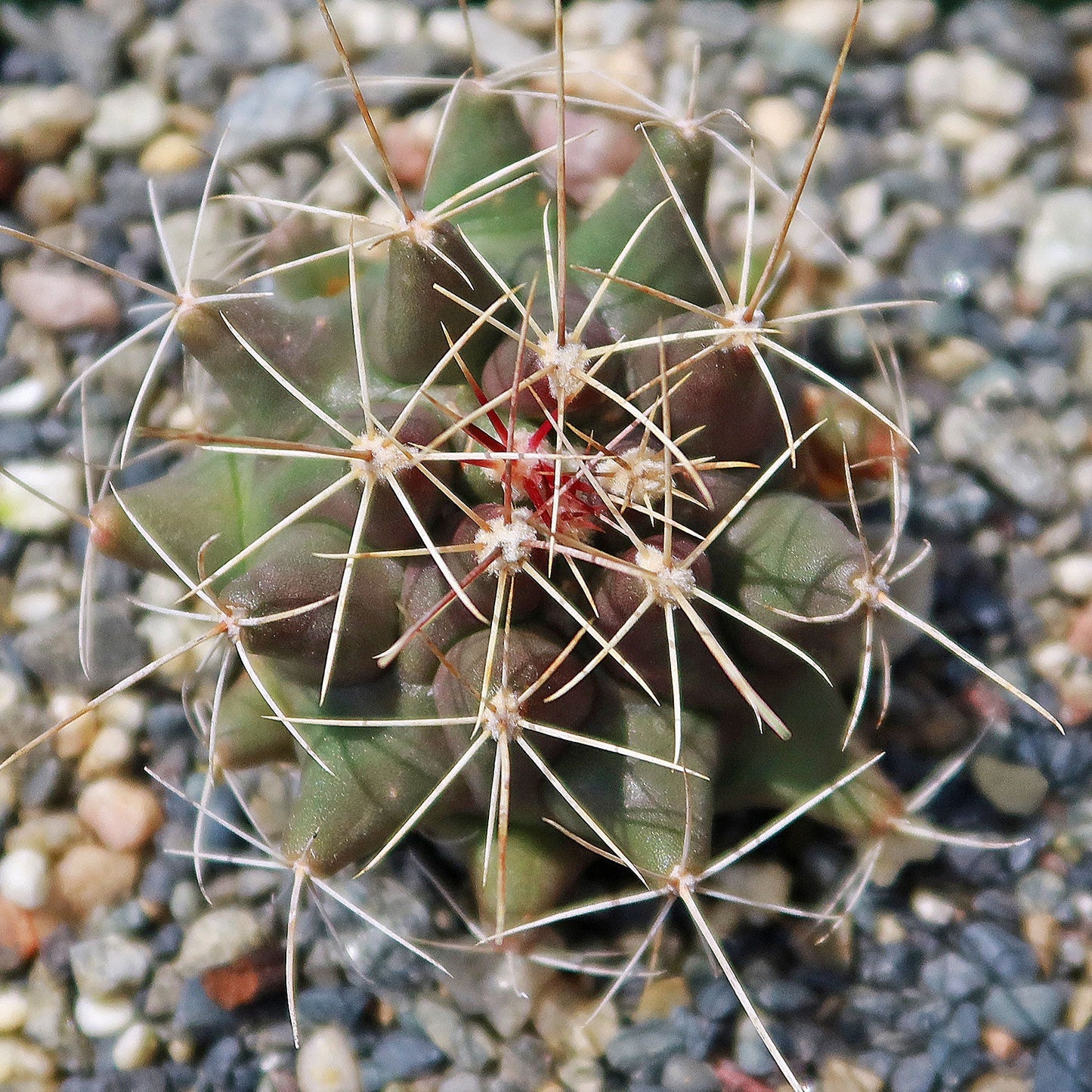 Thelocactus - Thelocactus matudae