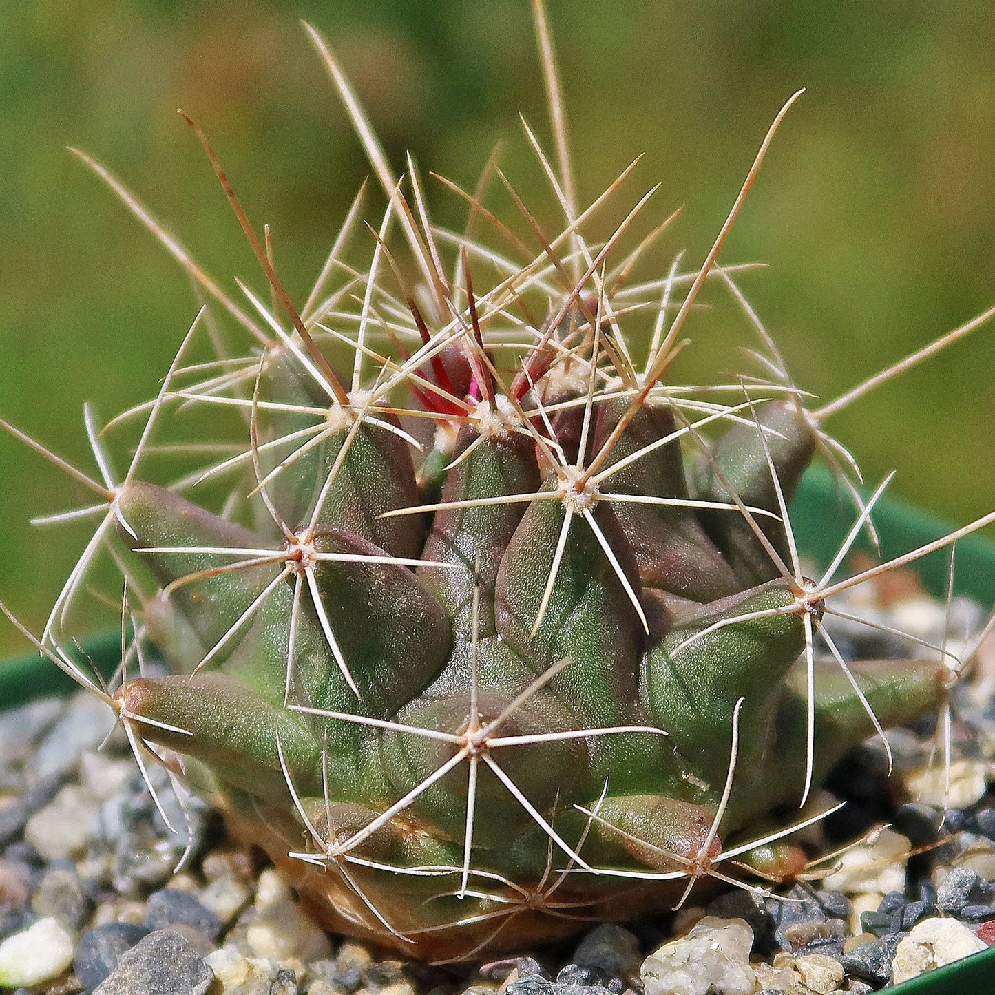Thelocactus - Thelocactus matudae