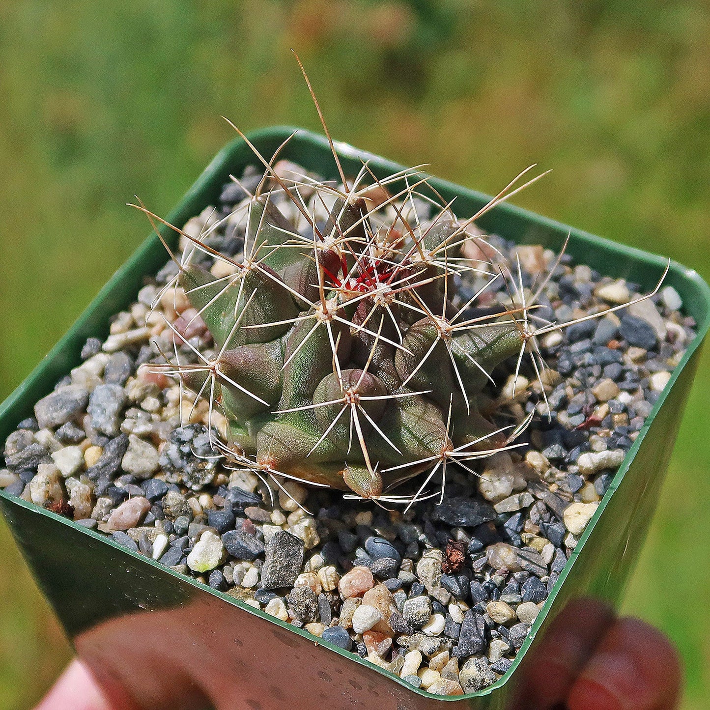 Thelocactus - Thelocactus matudae