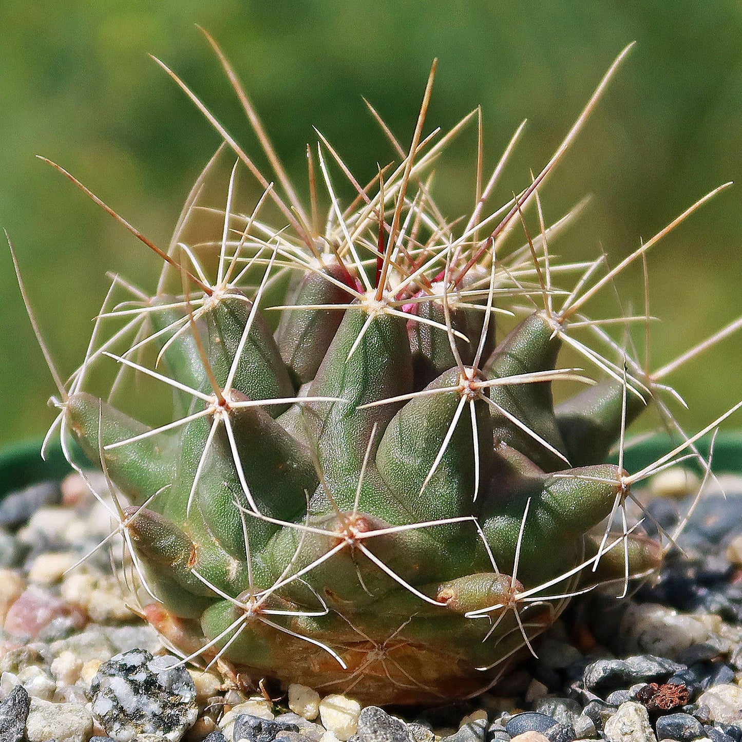 Thelocactus - Thelocactus matudae