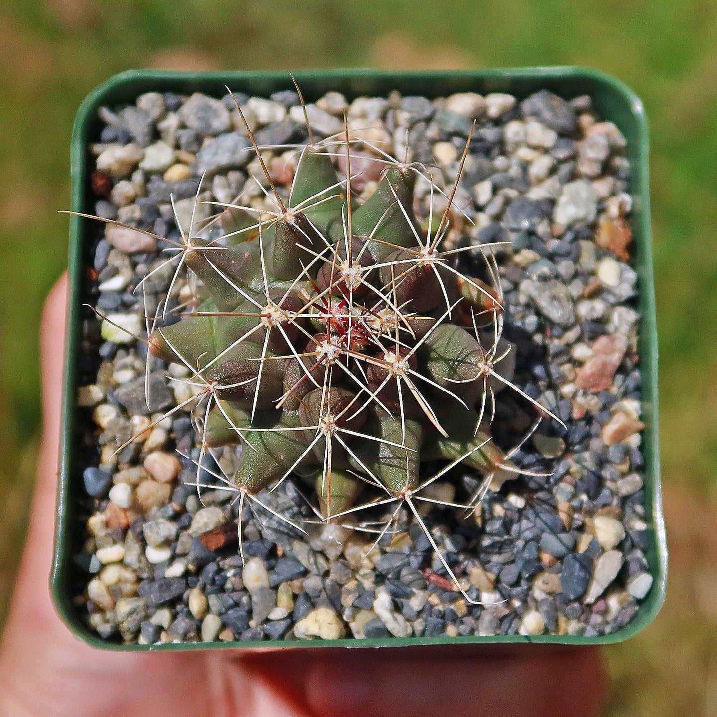Thelocactus - Thelocactus matudae