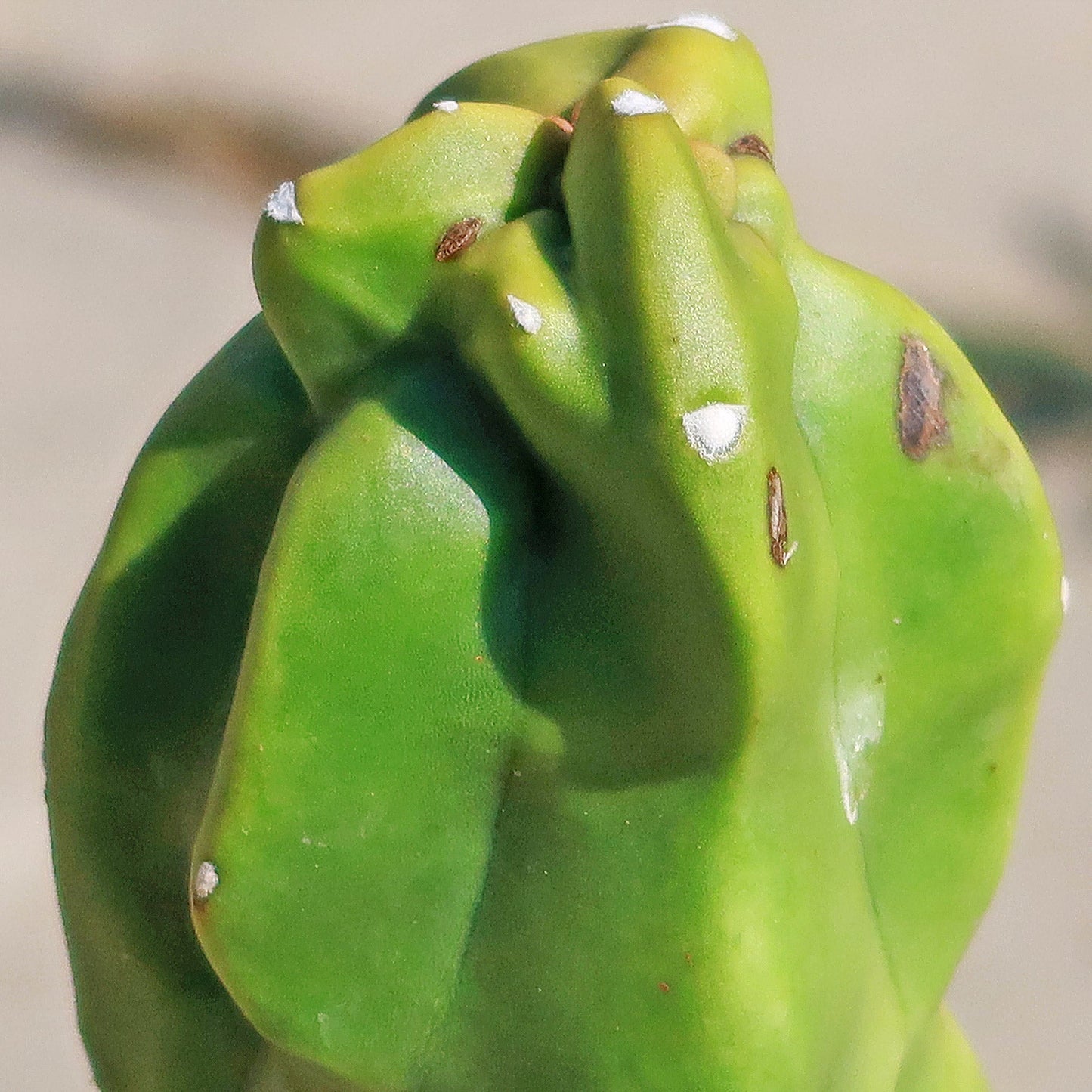 Lophocereus schottii "mieckleyanus"(Skinny)