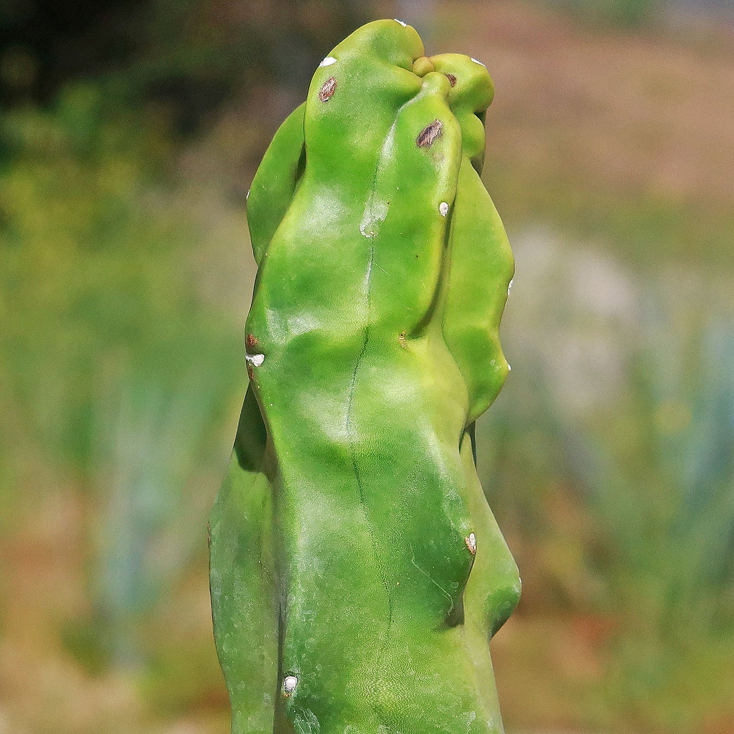 Lophocereus schottii "mieckleyanus"(Skinny)
