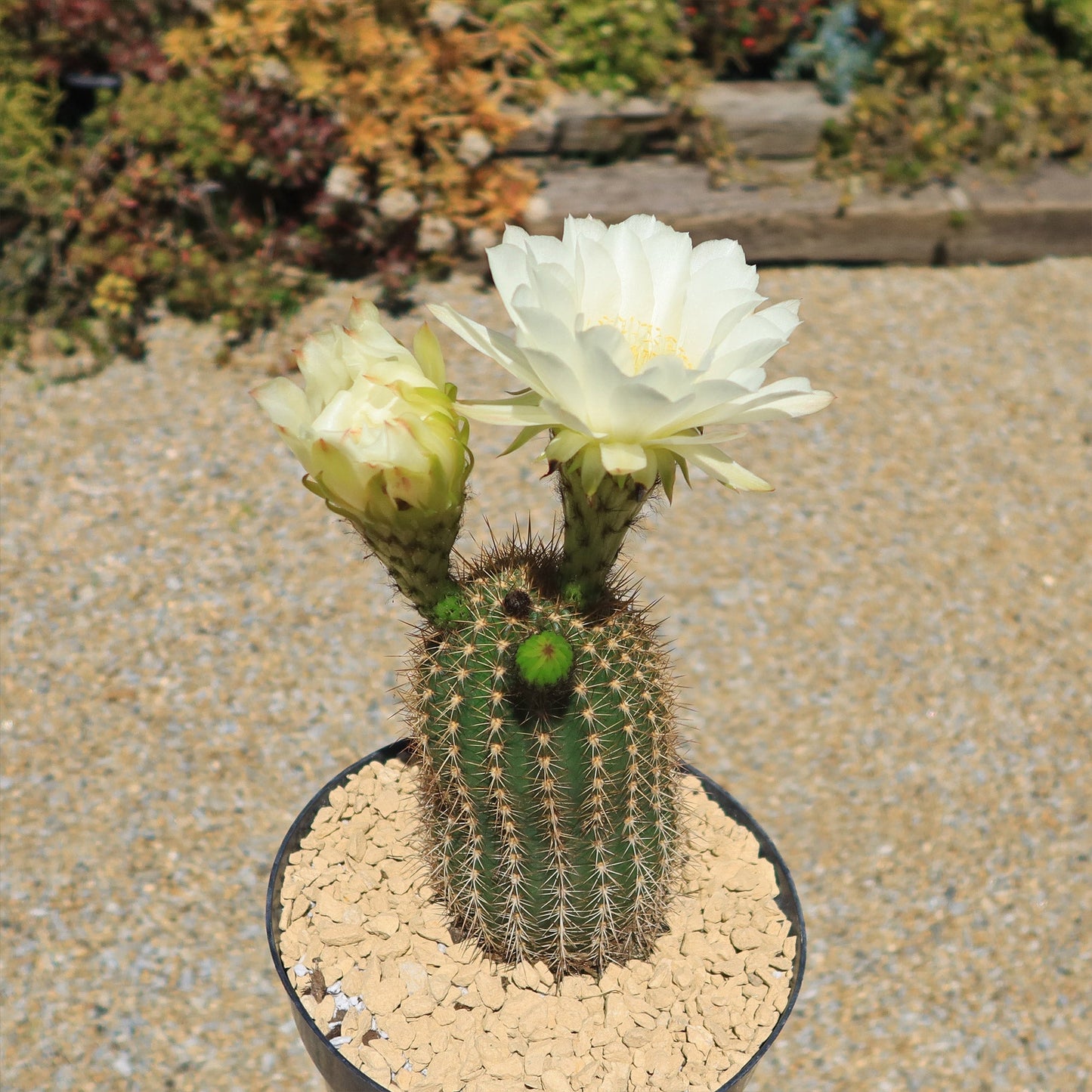 Trichocereus 'Sun Goddess'