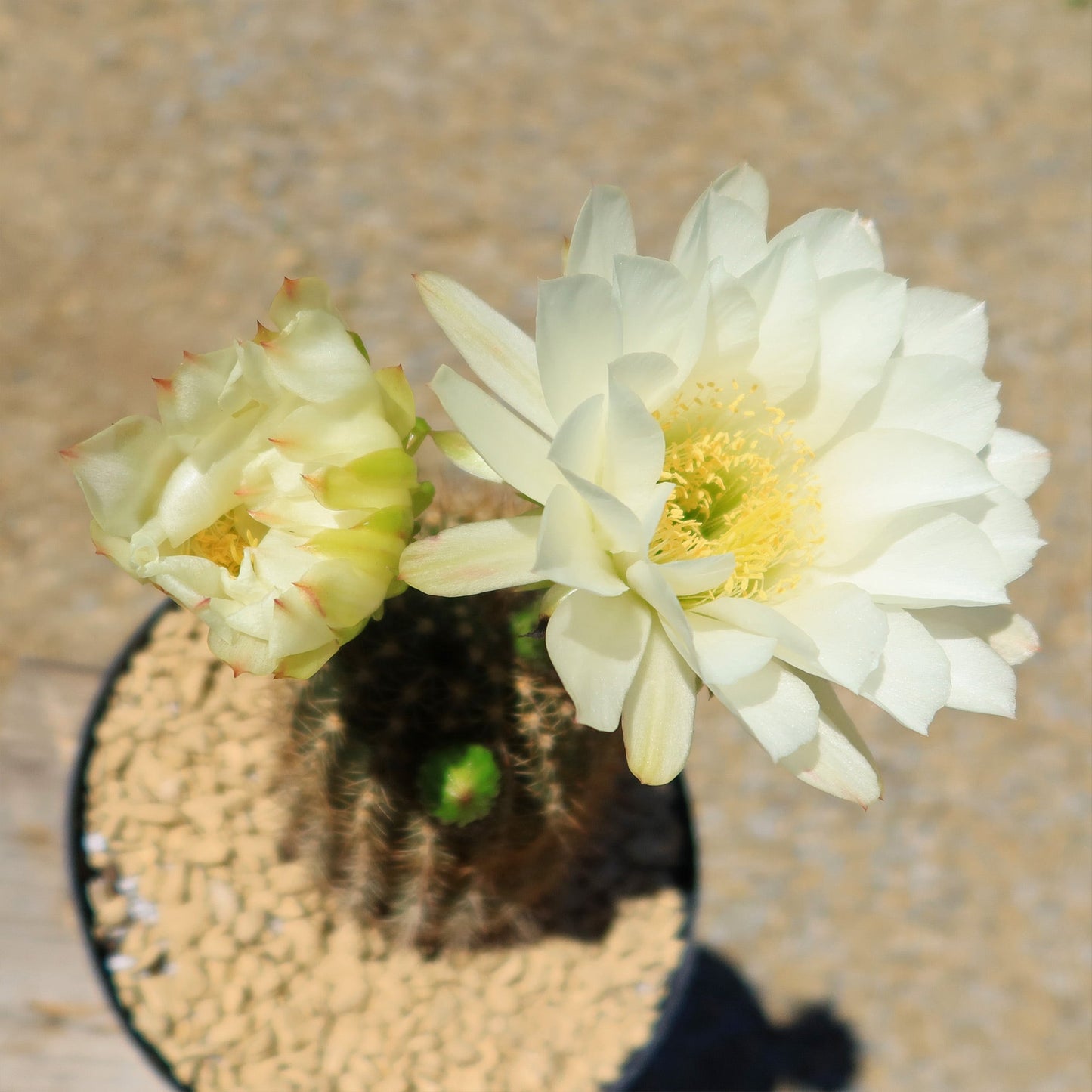 Trichocereus 'Sun Goddess'
