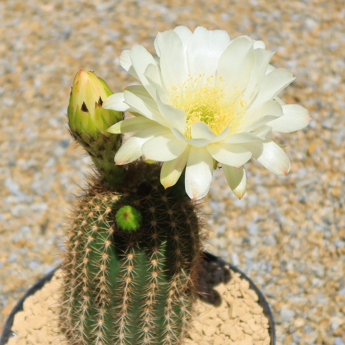 Trichocereus 'Sun Goddess'