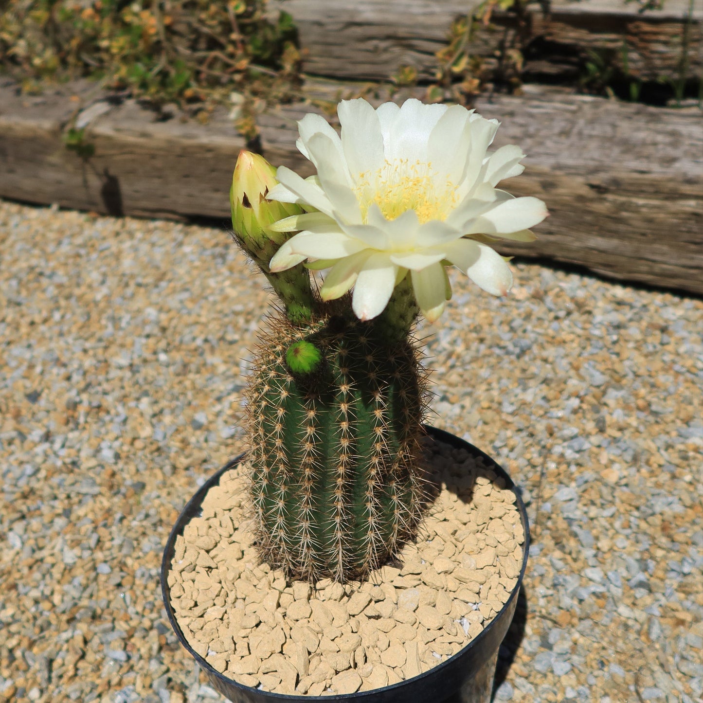 Trichocereus 'Sun Goddess'