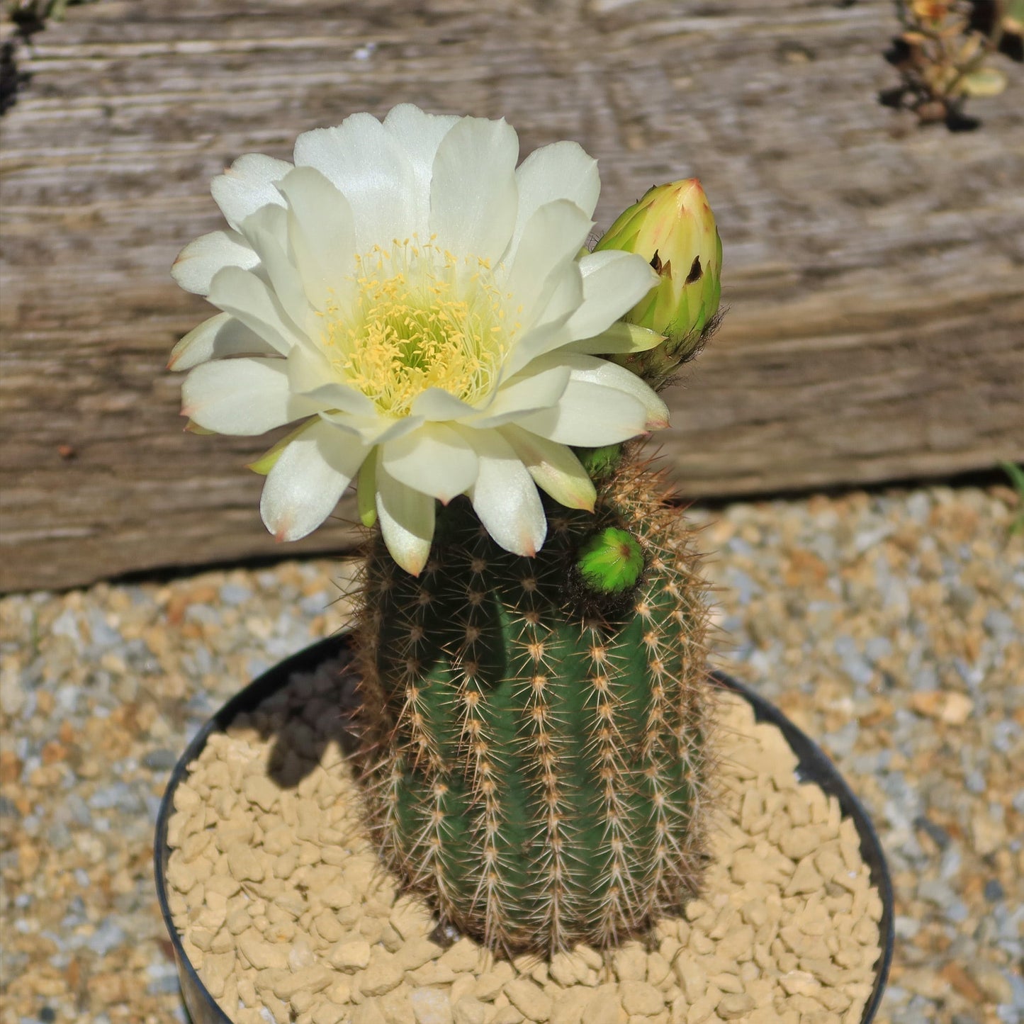 Trichocereus 'Sun Goddess'