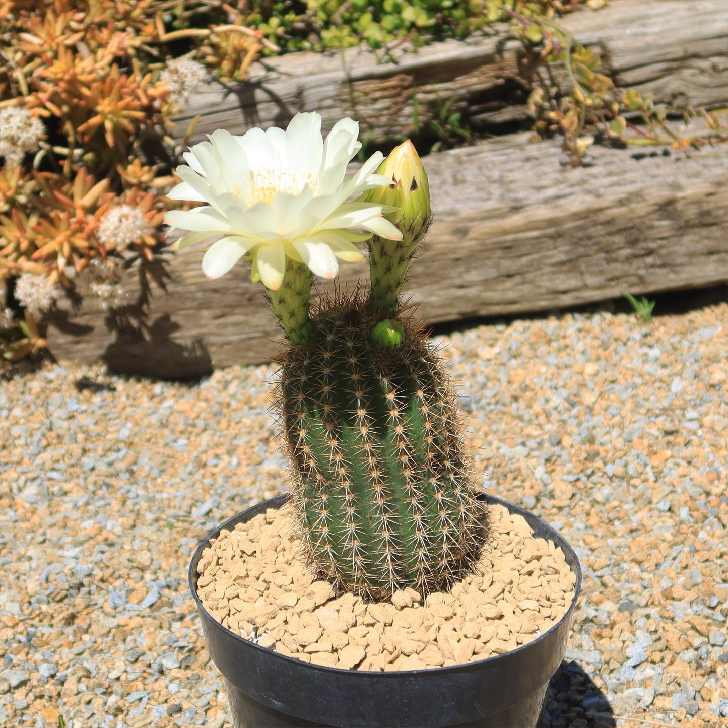 Trichocereus 'Sun Goddess'