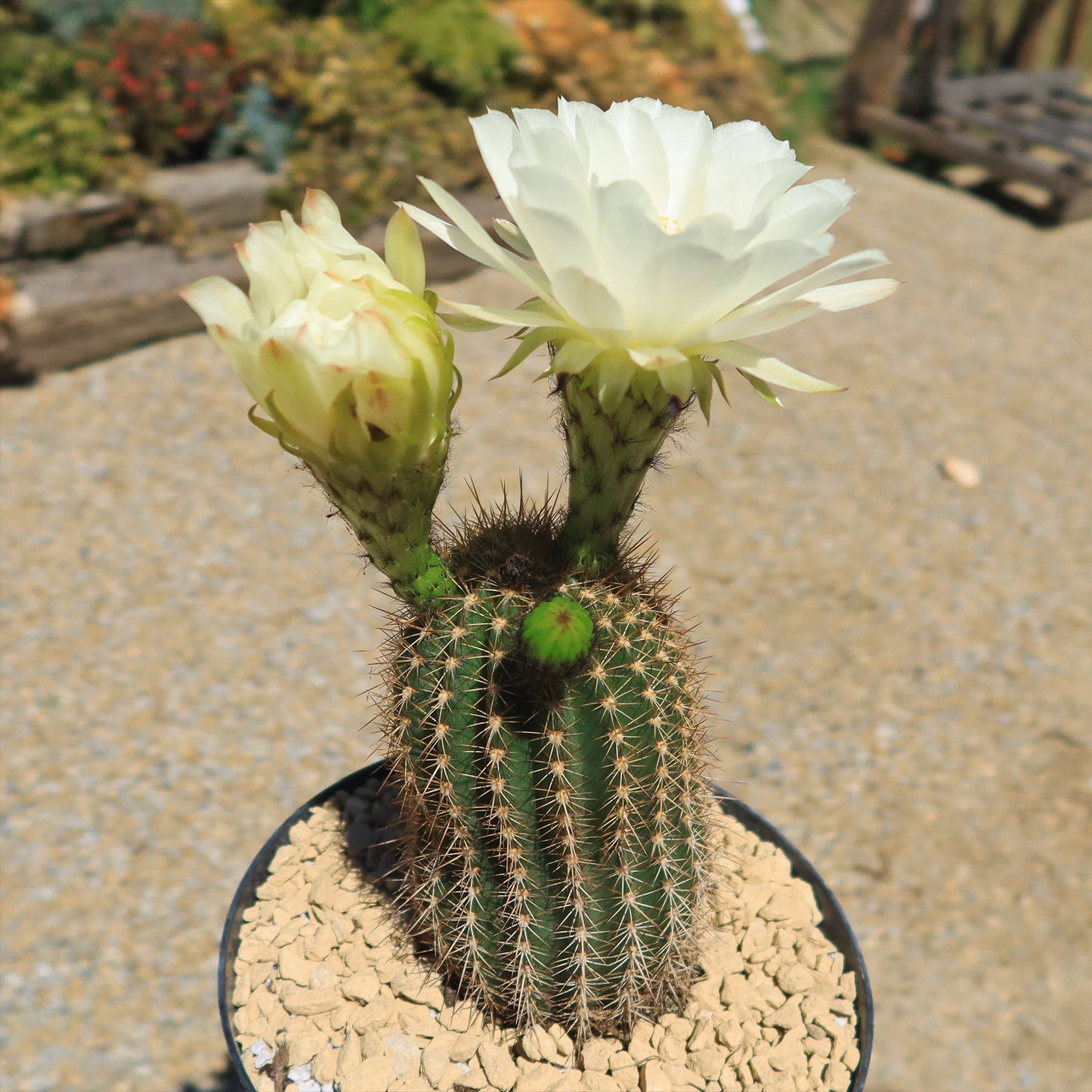 Trichocereus 'Sun Goddess'