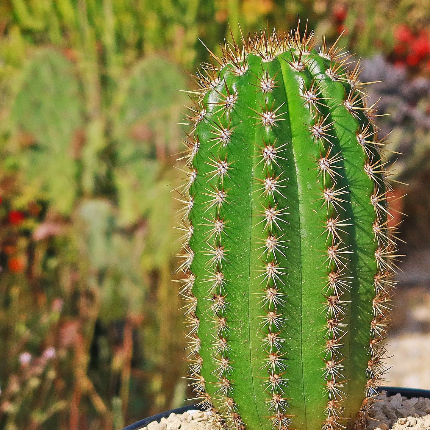 Trichocereus 'Sun Goddess'