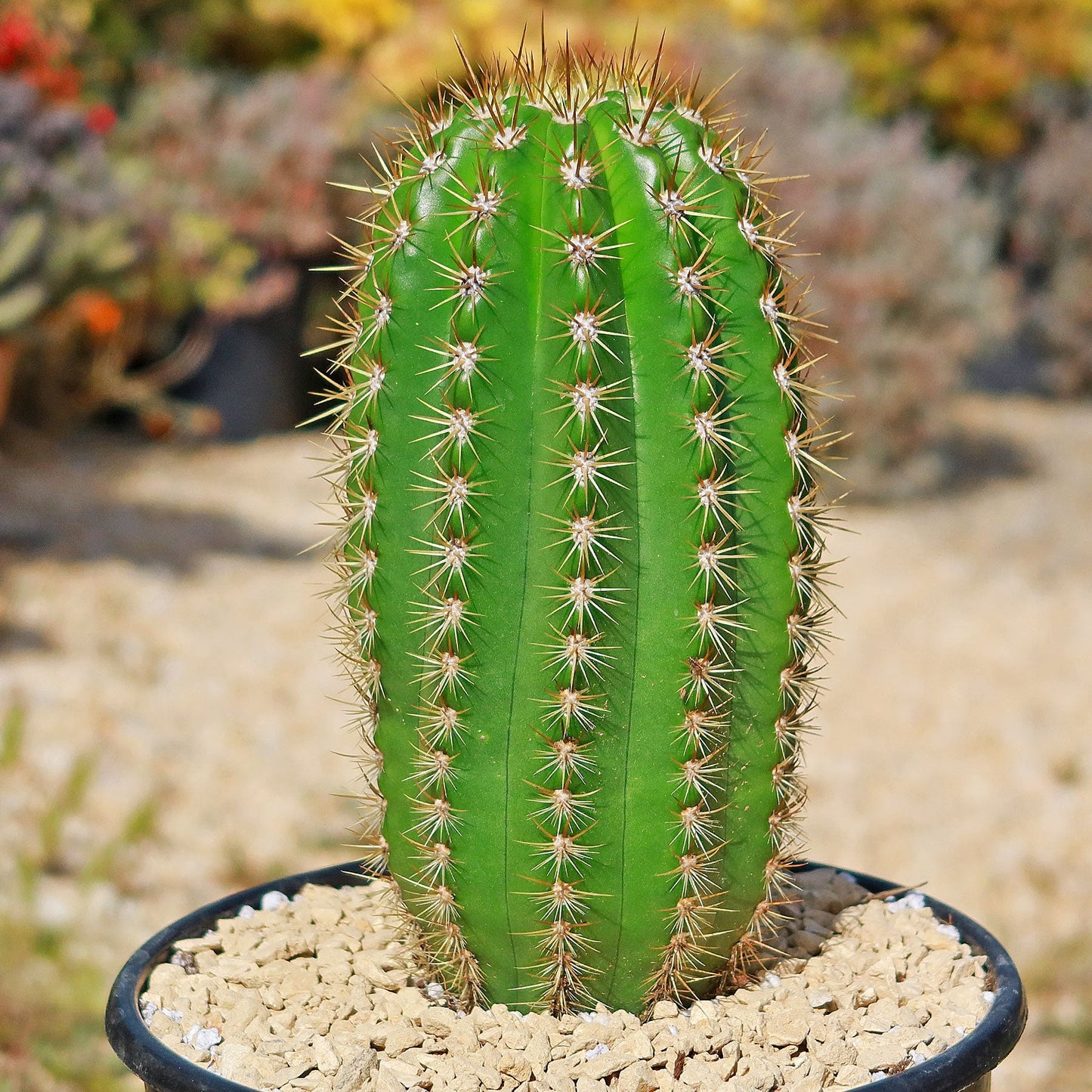 Trichocereus 'Sun Goddess'