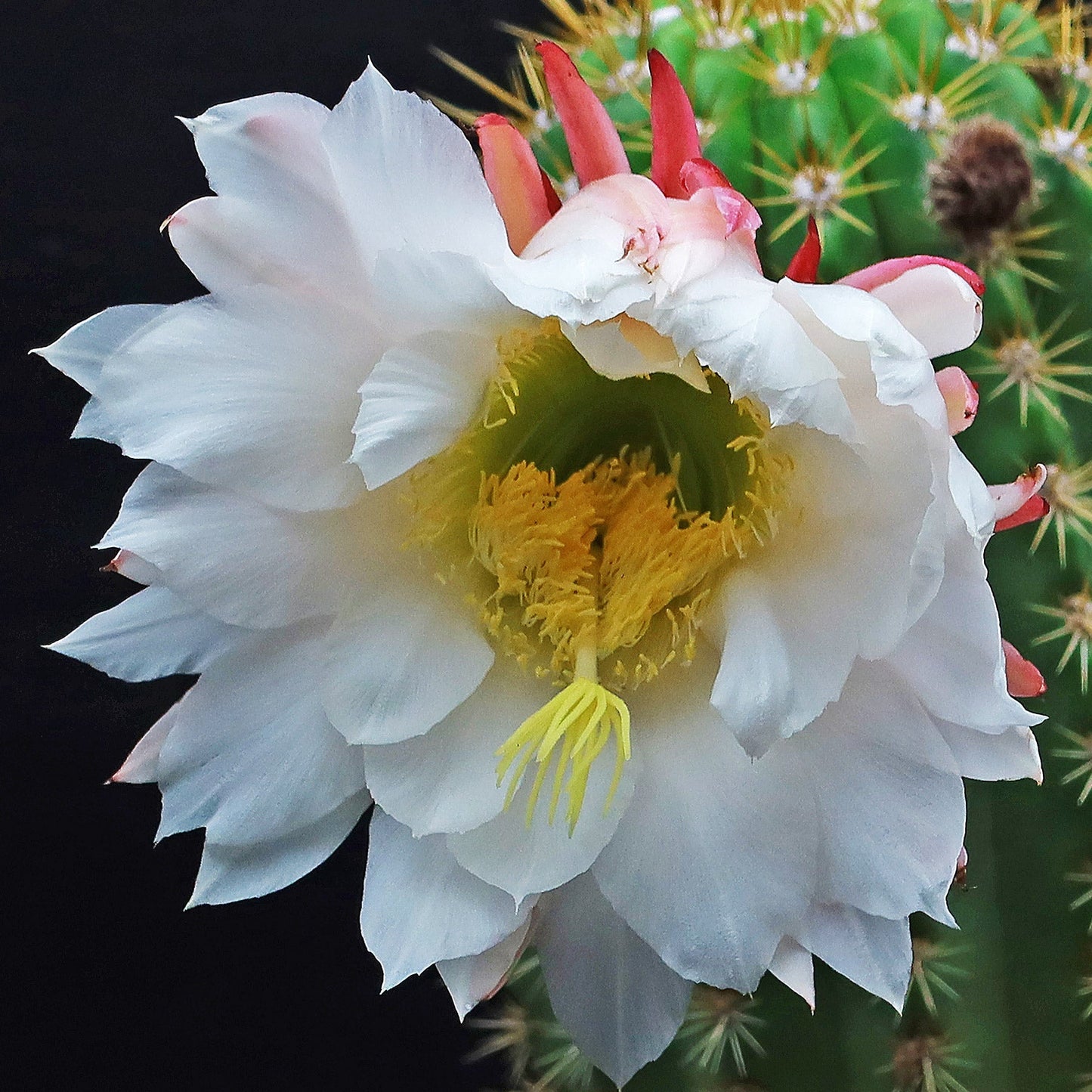 Trichocereus 'Sun Goddess'