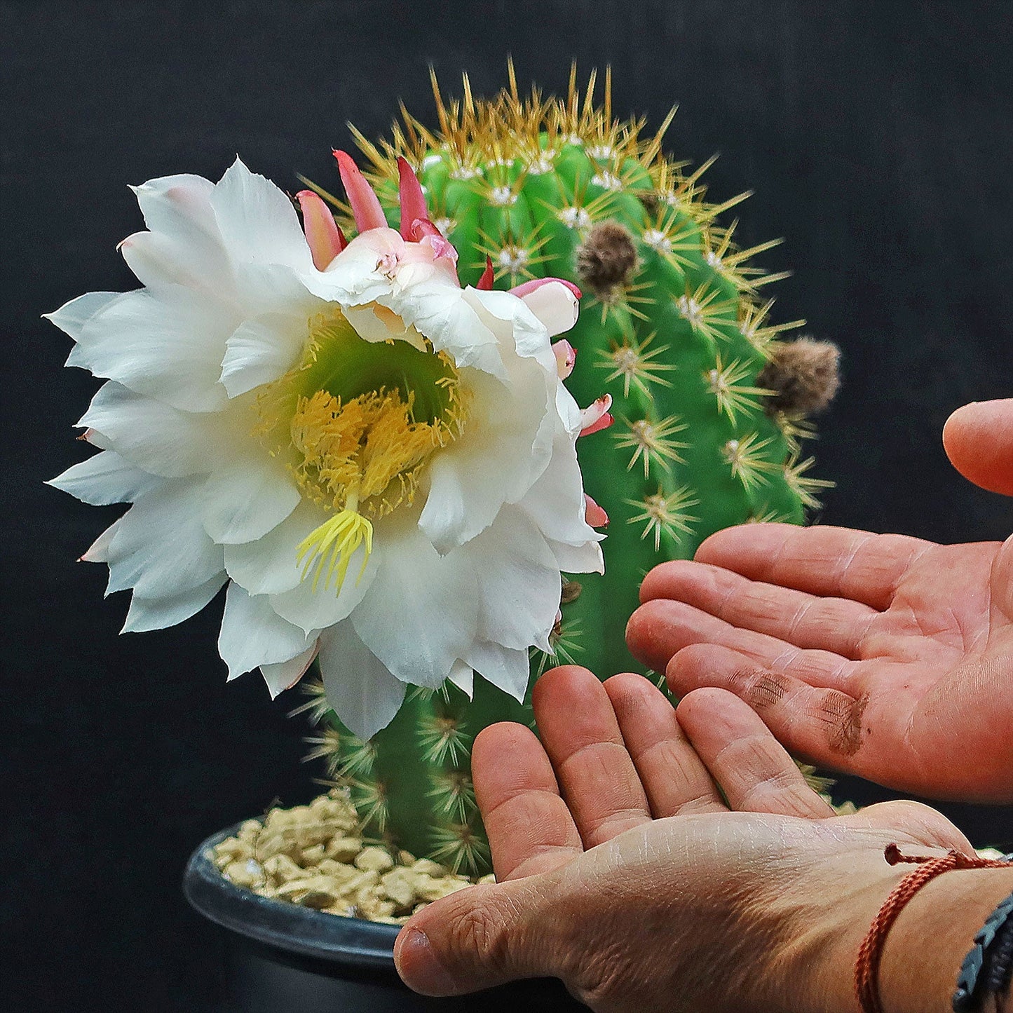 Trichocereus 'Sun Goddess'