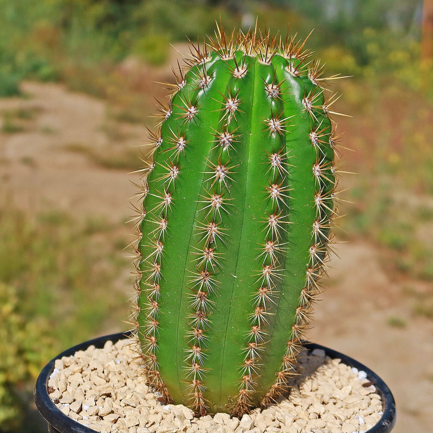 Trichocereus 'Sun Goddess'