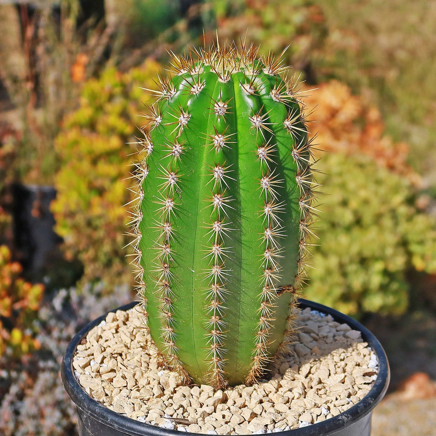 Trichocereus 'Sun Goddess'