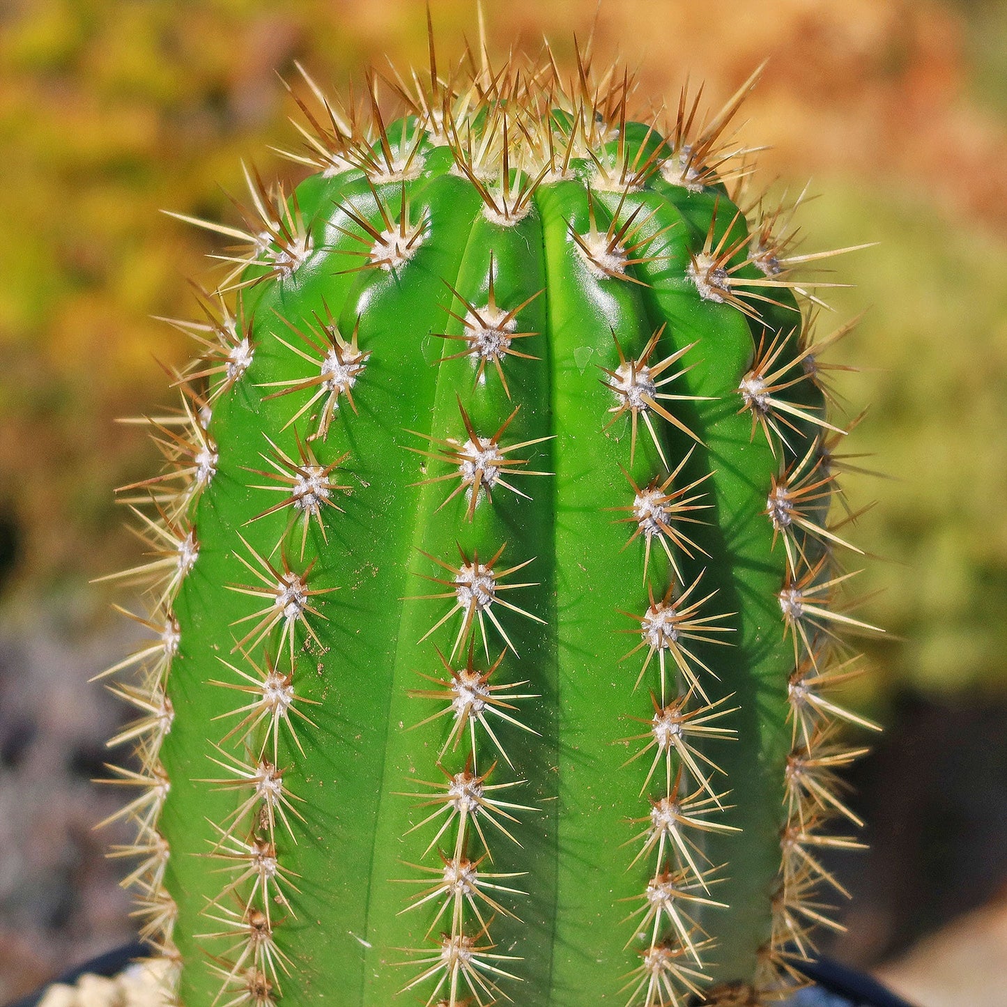 Trichocereus 'Sun Goddess'