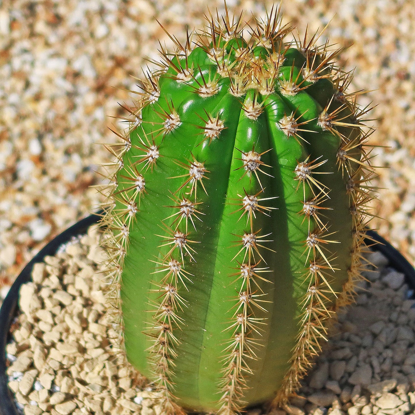 Trichocereus 'Sun Goddess'