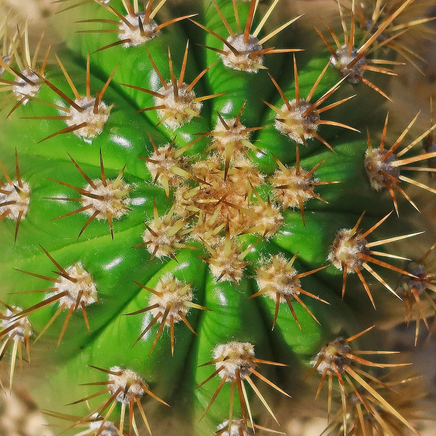 Trichocereus 'Sun Goddess'