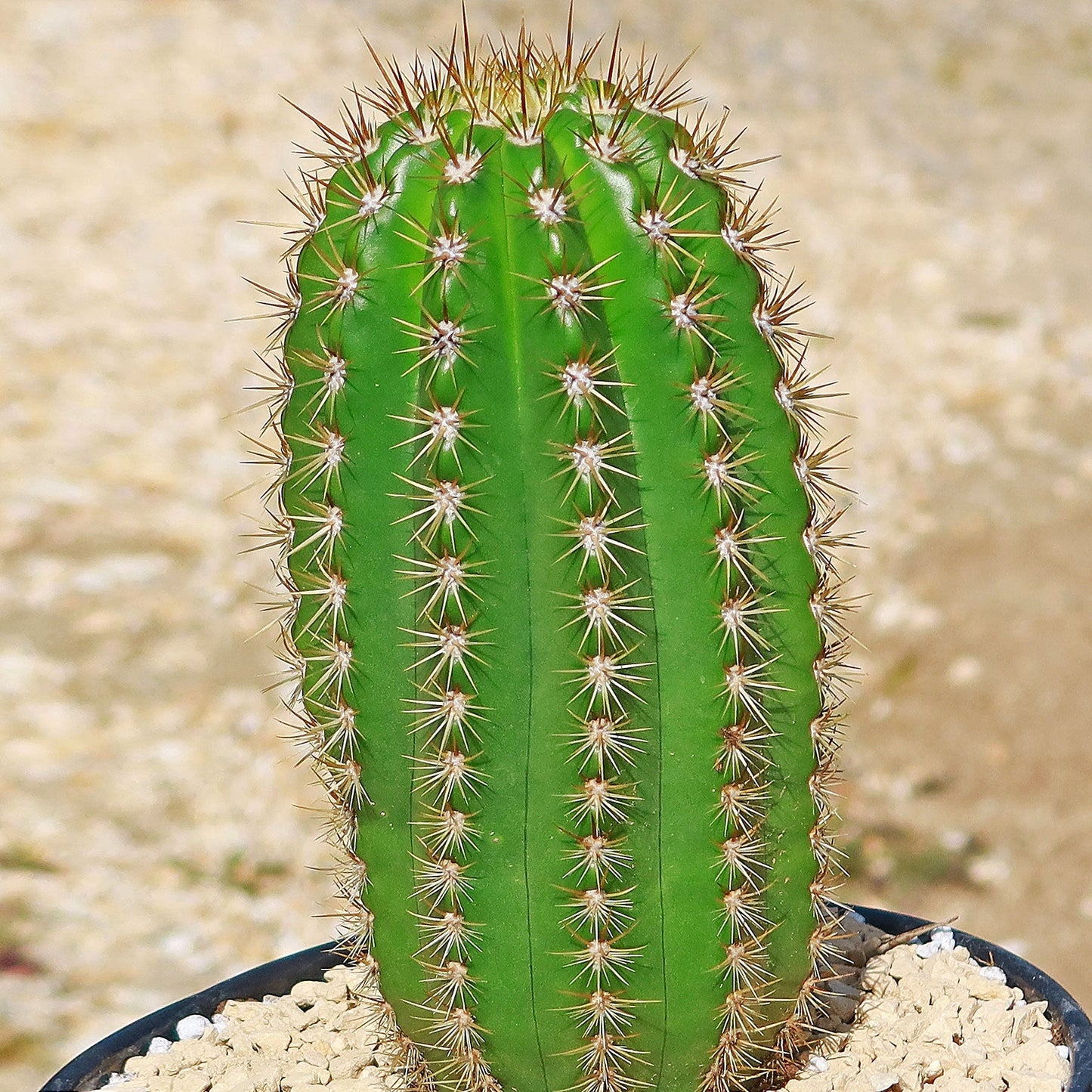 Trichocereus 'Sun Goddess'
