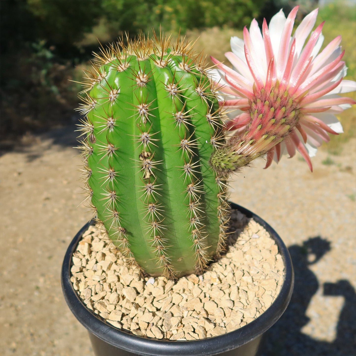 Trichocereus 'Sun Goddess'