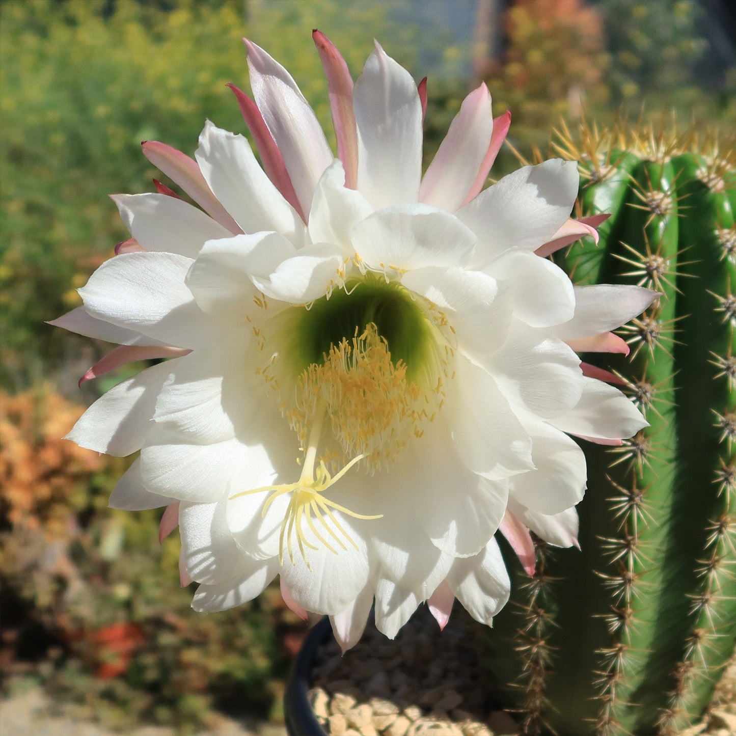 Trichocereus 'Sun Goddess'