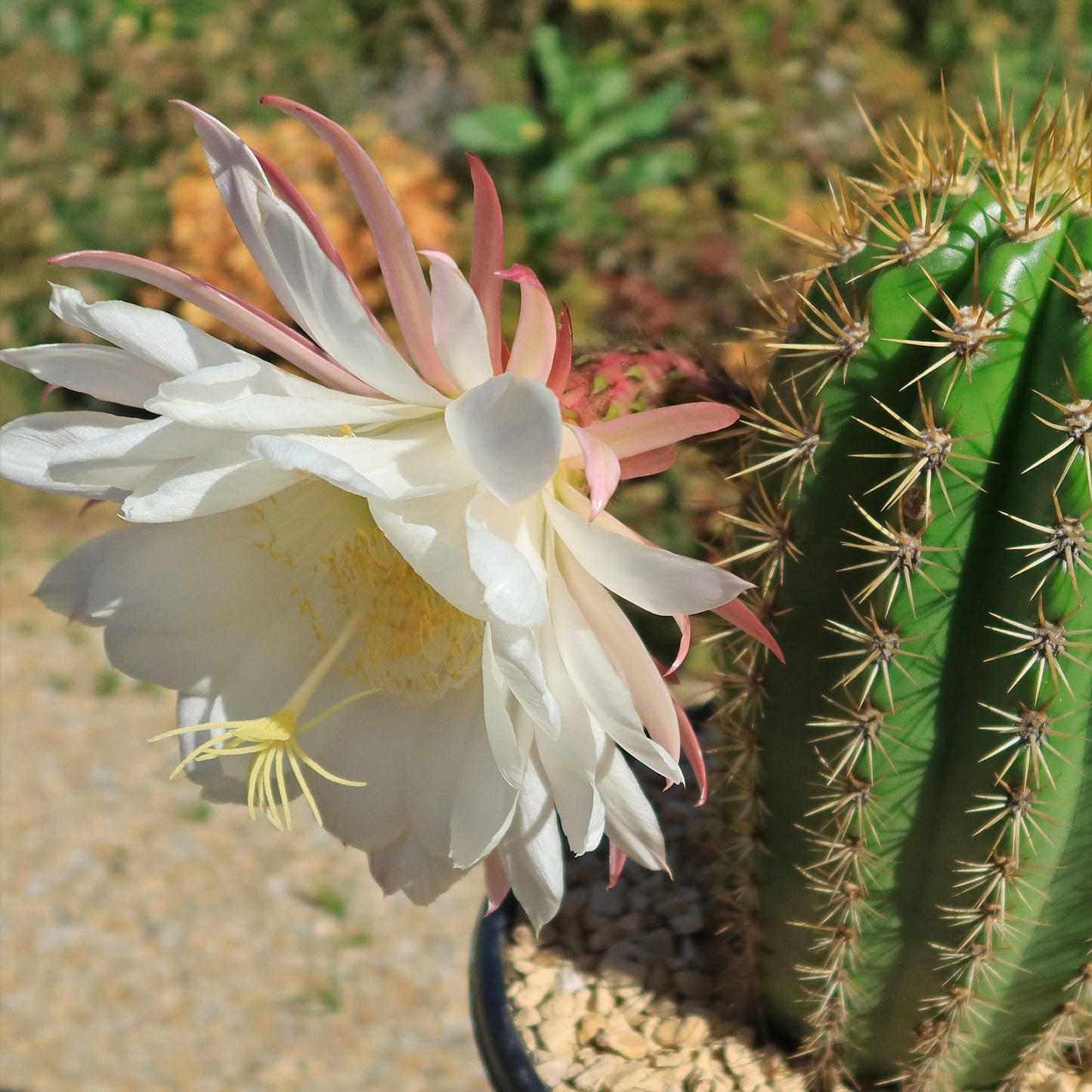 Trichocereus 'Sun Goddess'