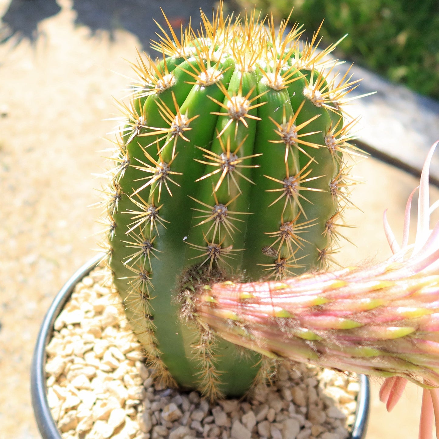 Trichocereus 'Sun Goddess'