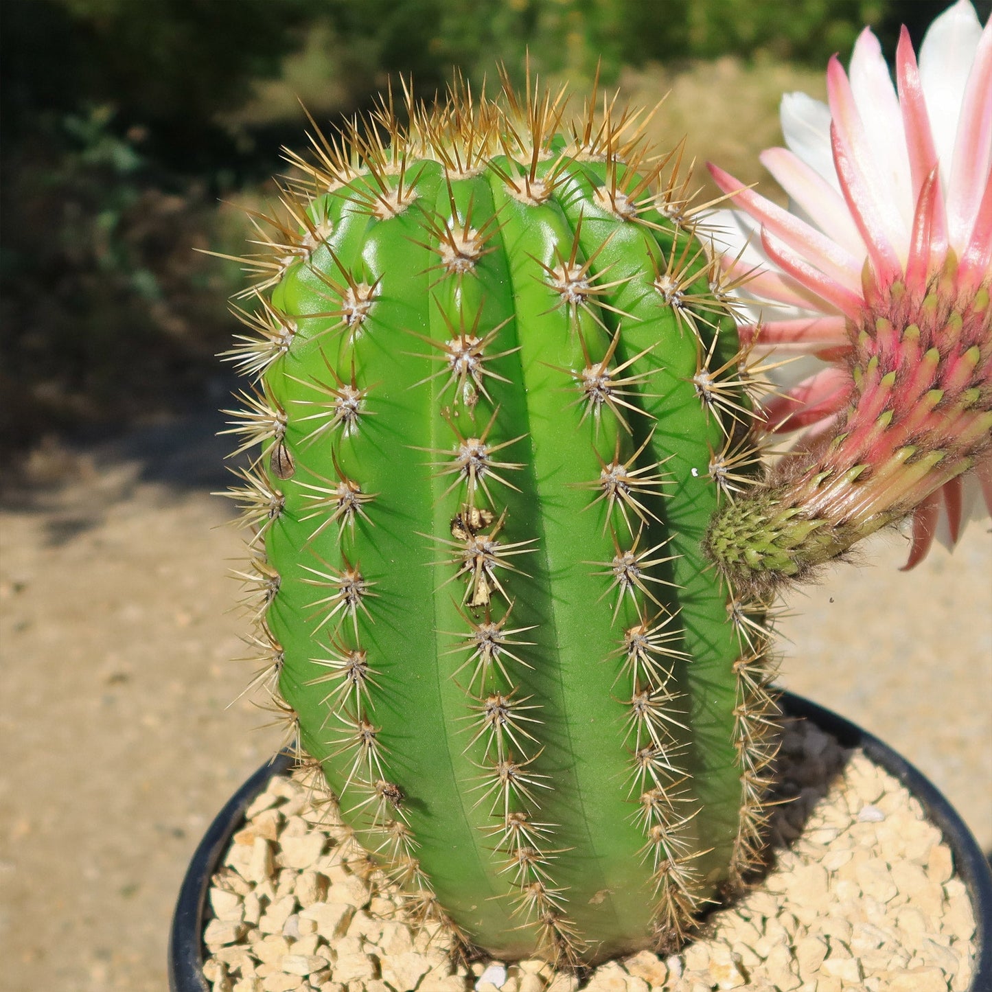Trichocereus 'Sun Goddess'
