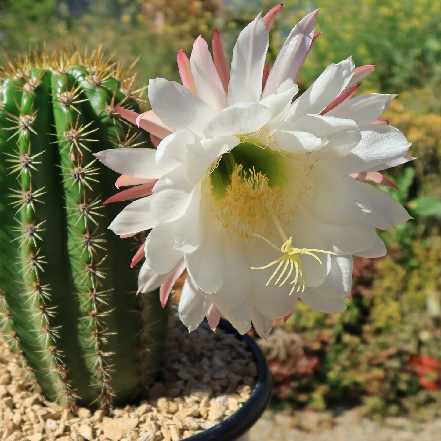 Trichocereus 'Sun Goddess'