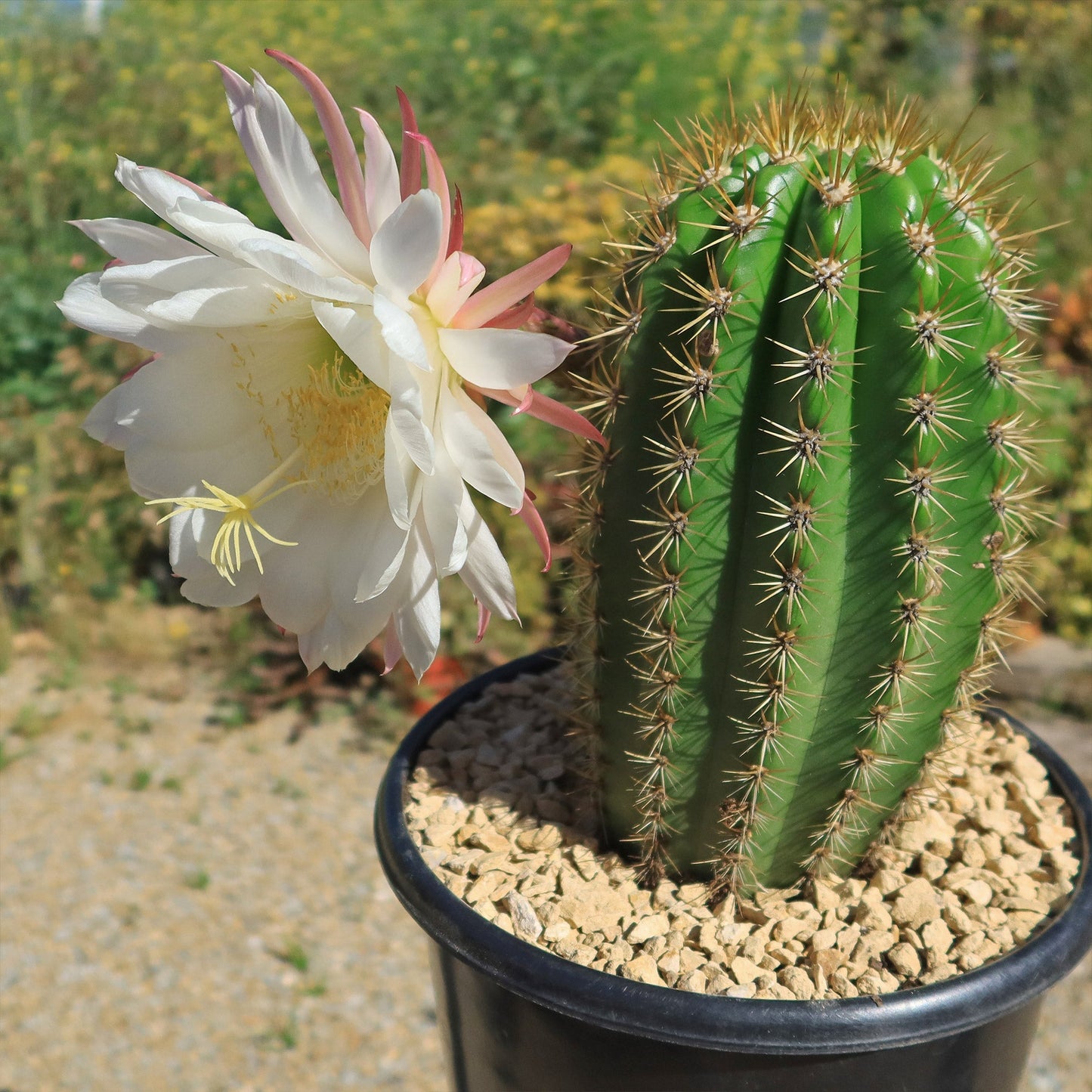 Trichocereus 'Sun Goddess'