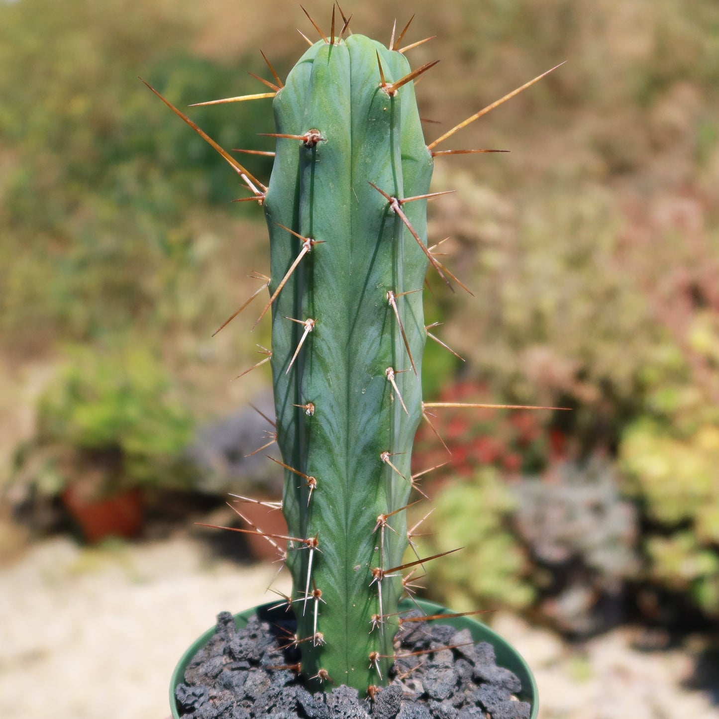 Bolivian Torch Cactus 'Trichocereus bridgesii'