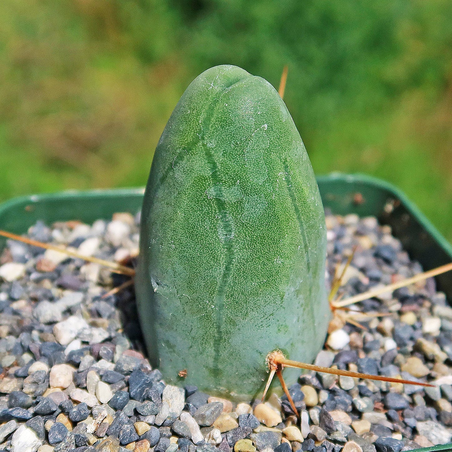 Penis Cactus ‘Trichocereus bridgesii monstrose’