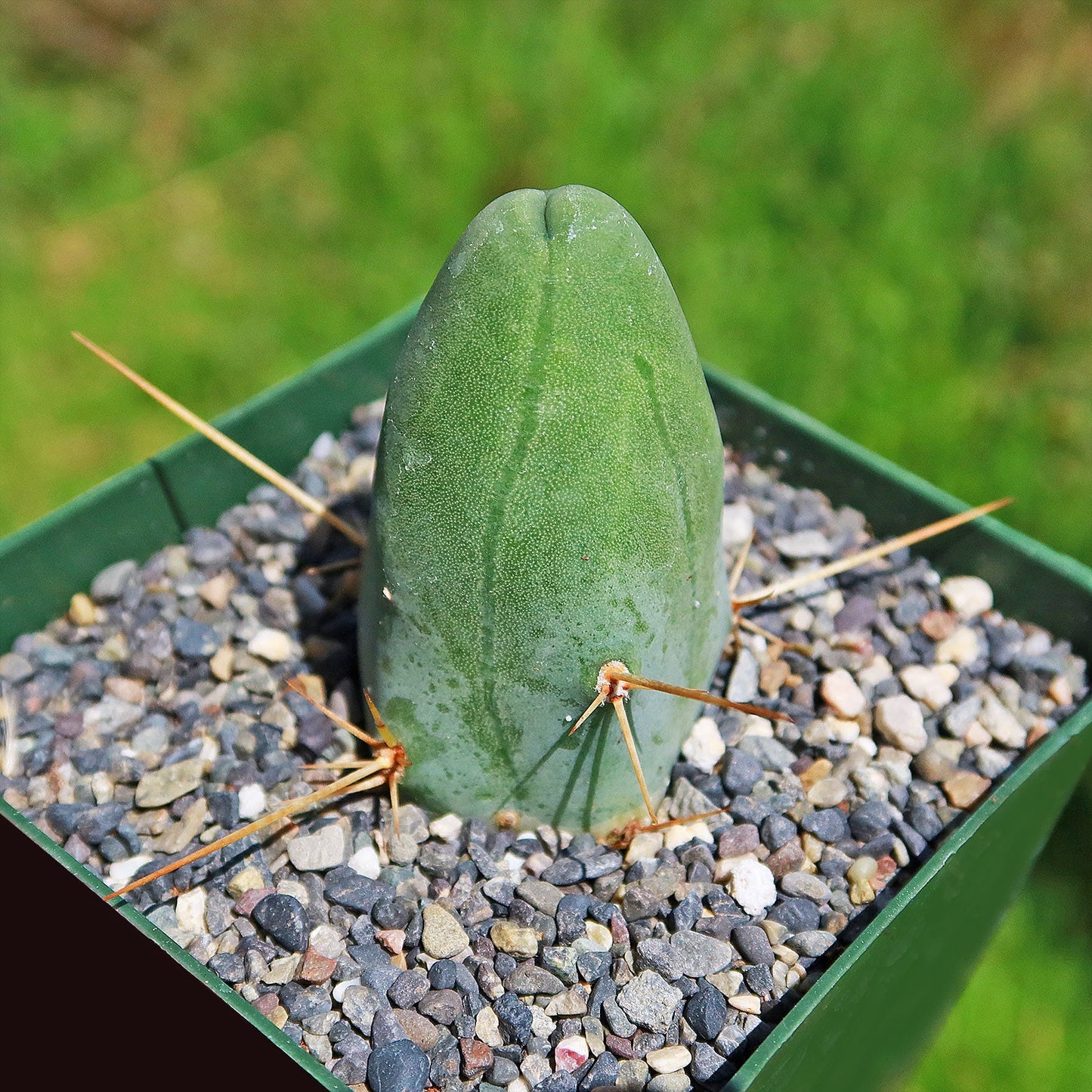 Penis Cactus ‘Trichocereus bridgesii monstrose’